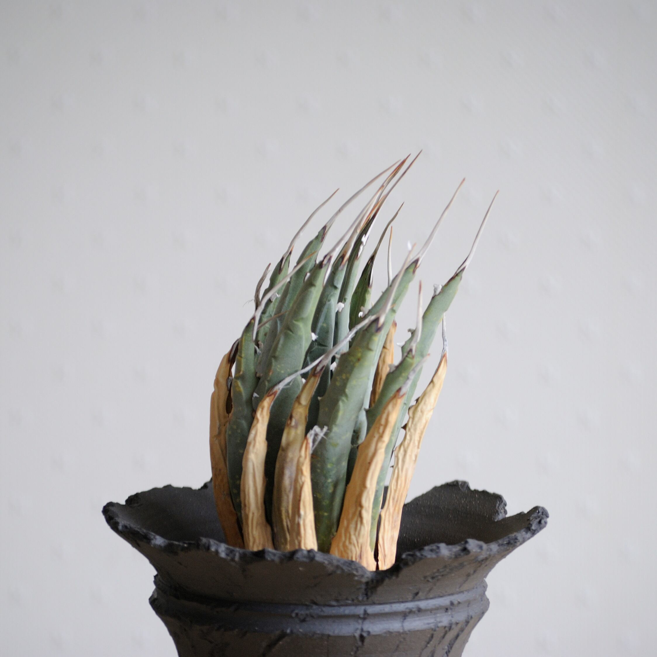 アガベ ユタエンシス エボリスピナ No.6 | Agave Rocon