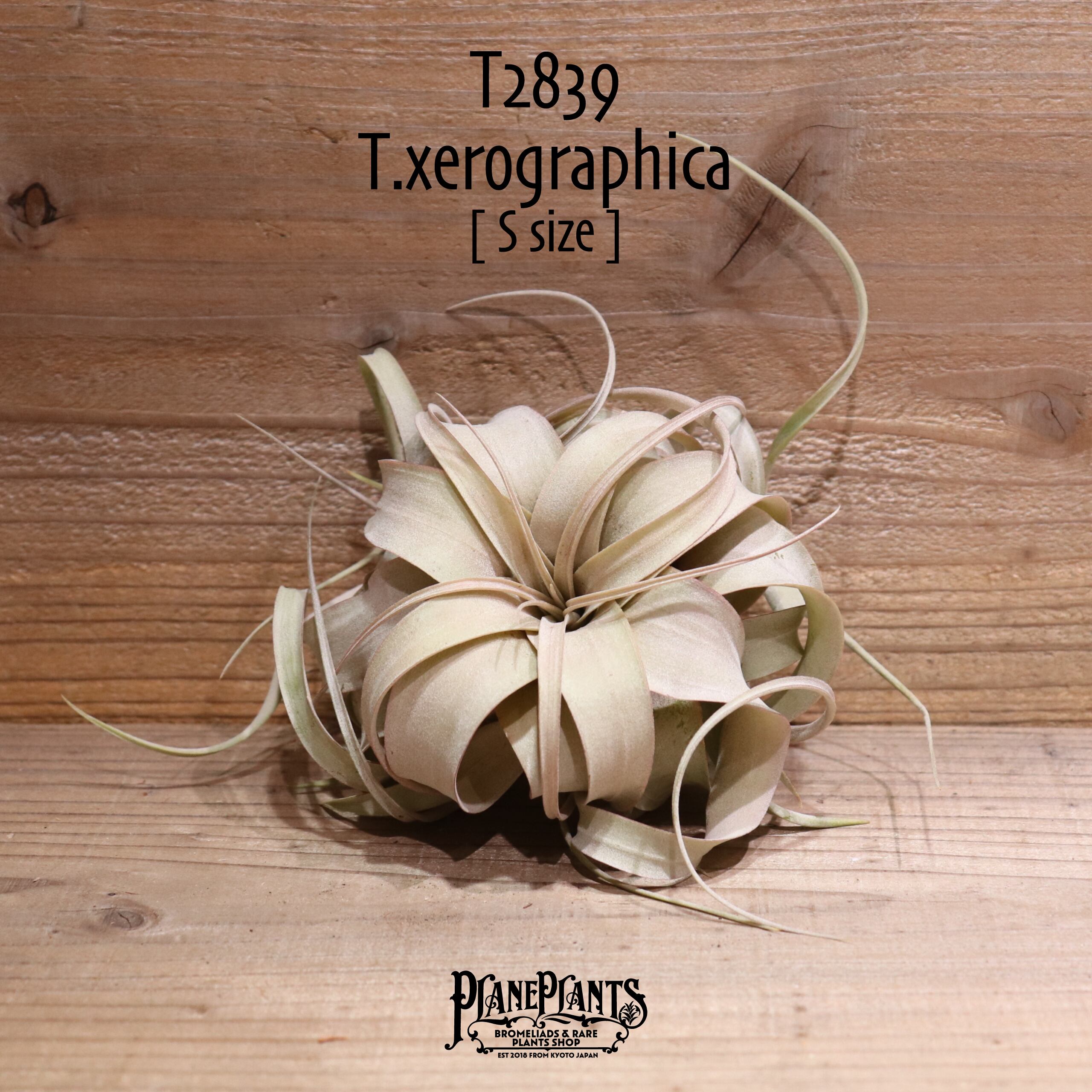 【送料無料】キセログラフィカ S〔エアプランツ〕現品発送T2839