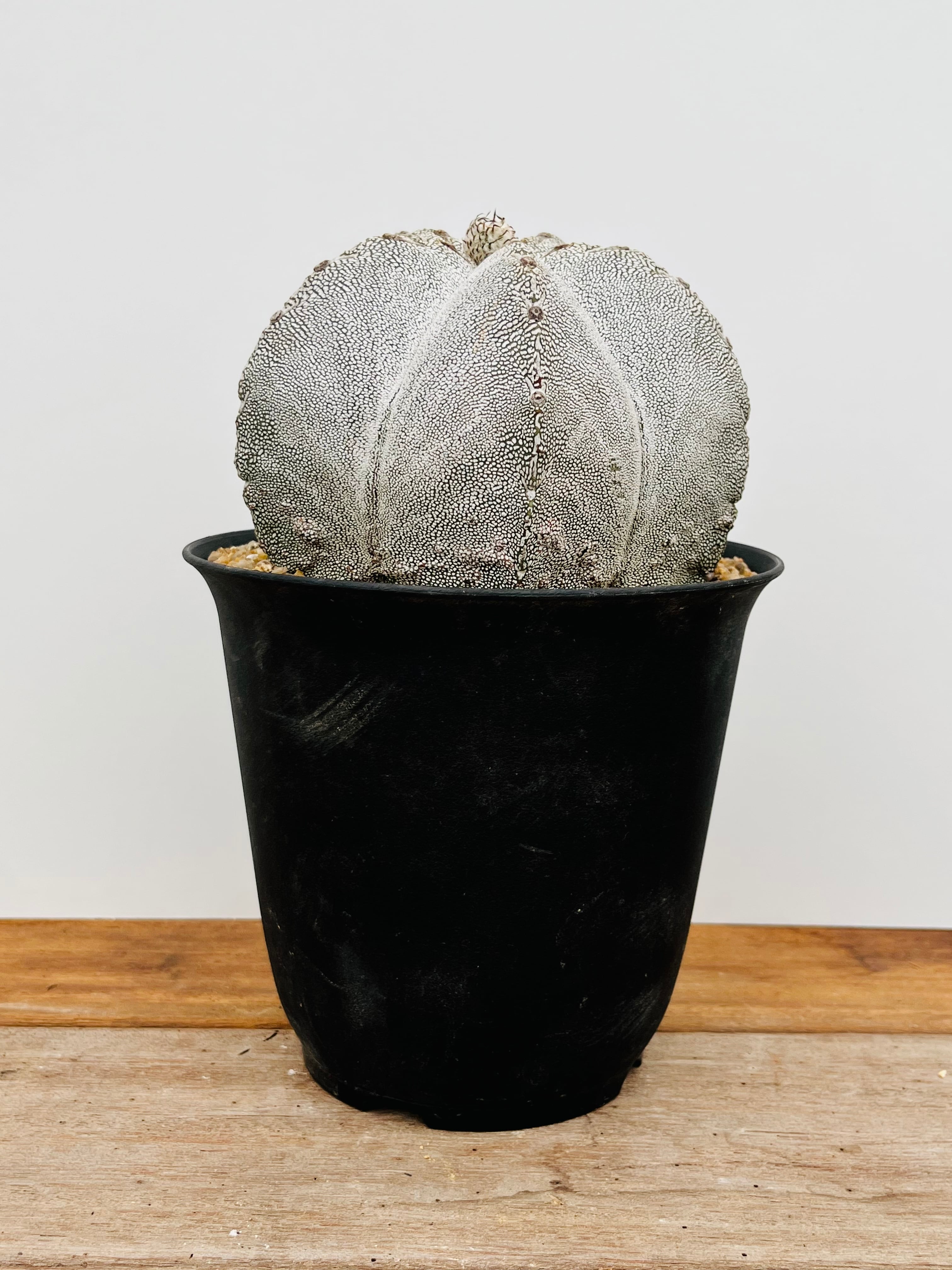 衝撃特価 ランポー玉 アストロフィツム 植物/観葉植物 - education