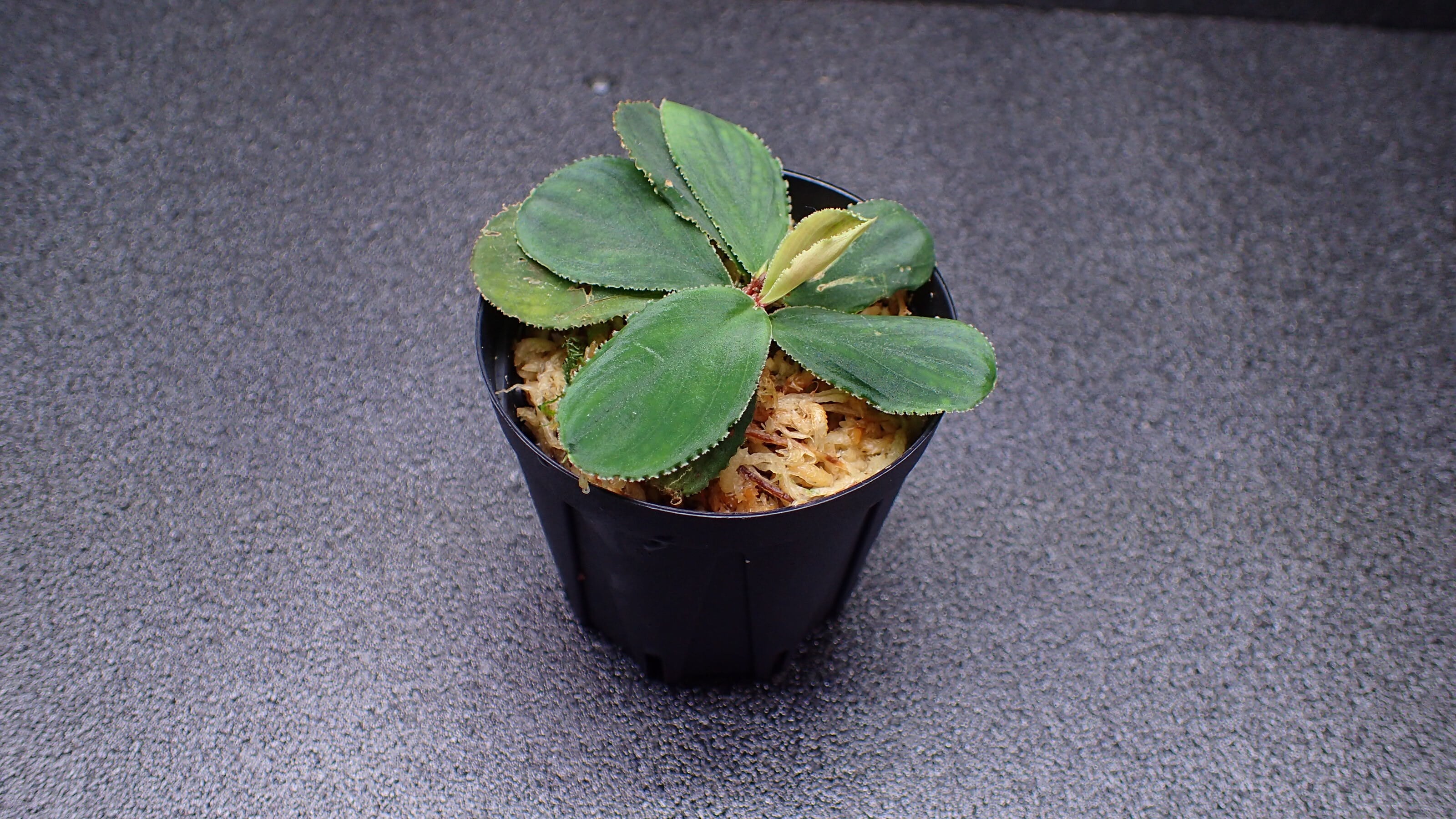 Homalomena sp Mahakam hulu Kalimantan timur 1株 | 熱帯植物 水草