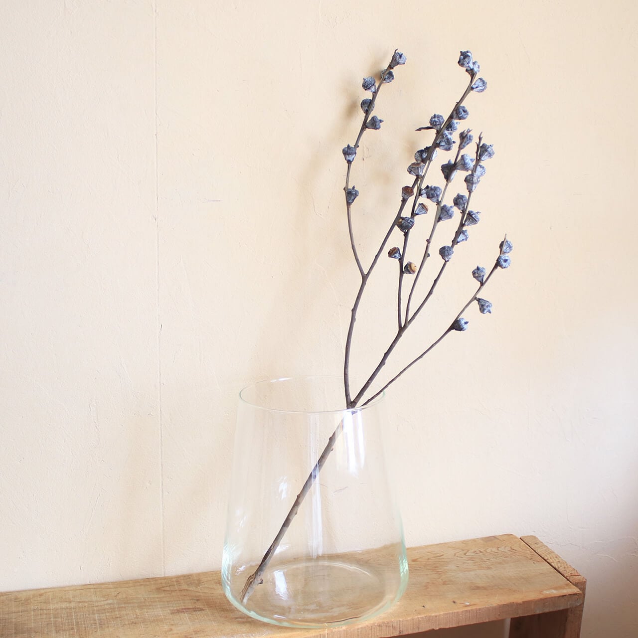 ユーカリ グロボラス 実付 / 葉付き ・ 葉なし / ドライフラワー