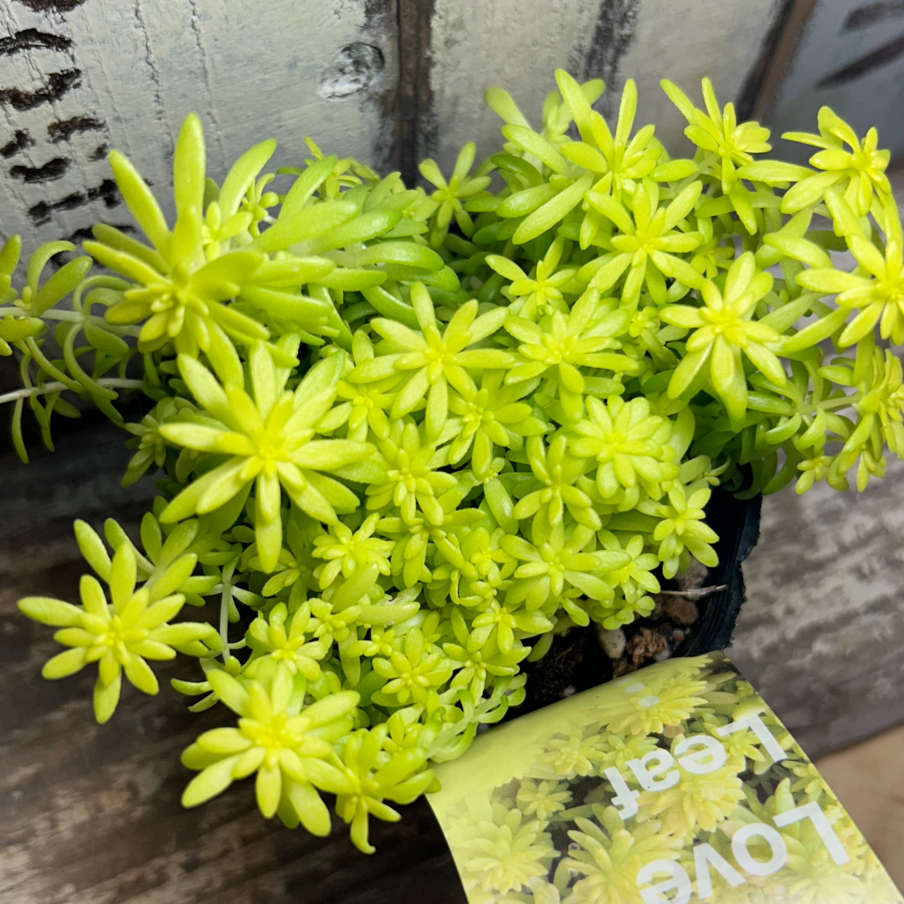 ミモザ(セダム) | RuPo 多肉植物専門店