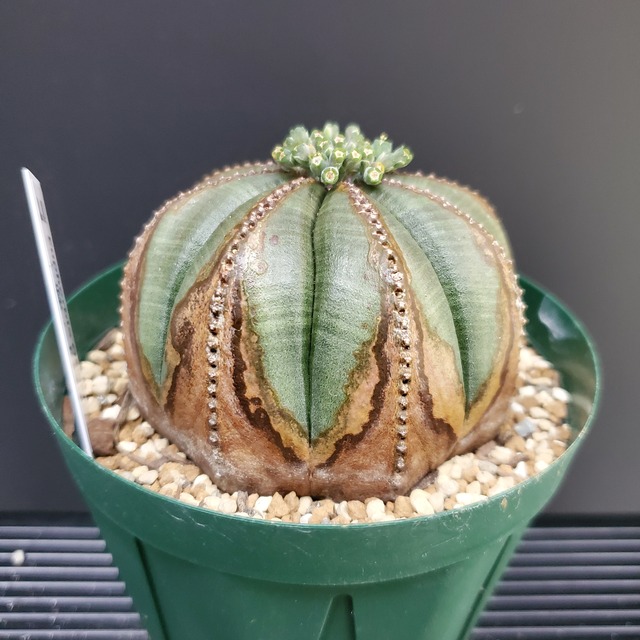 【スペイン産】オス株 木質化  Euphorbia Obesa  ユーフォルビア オベサ