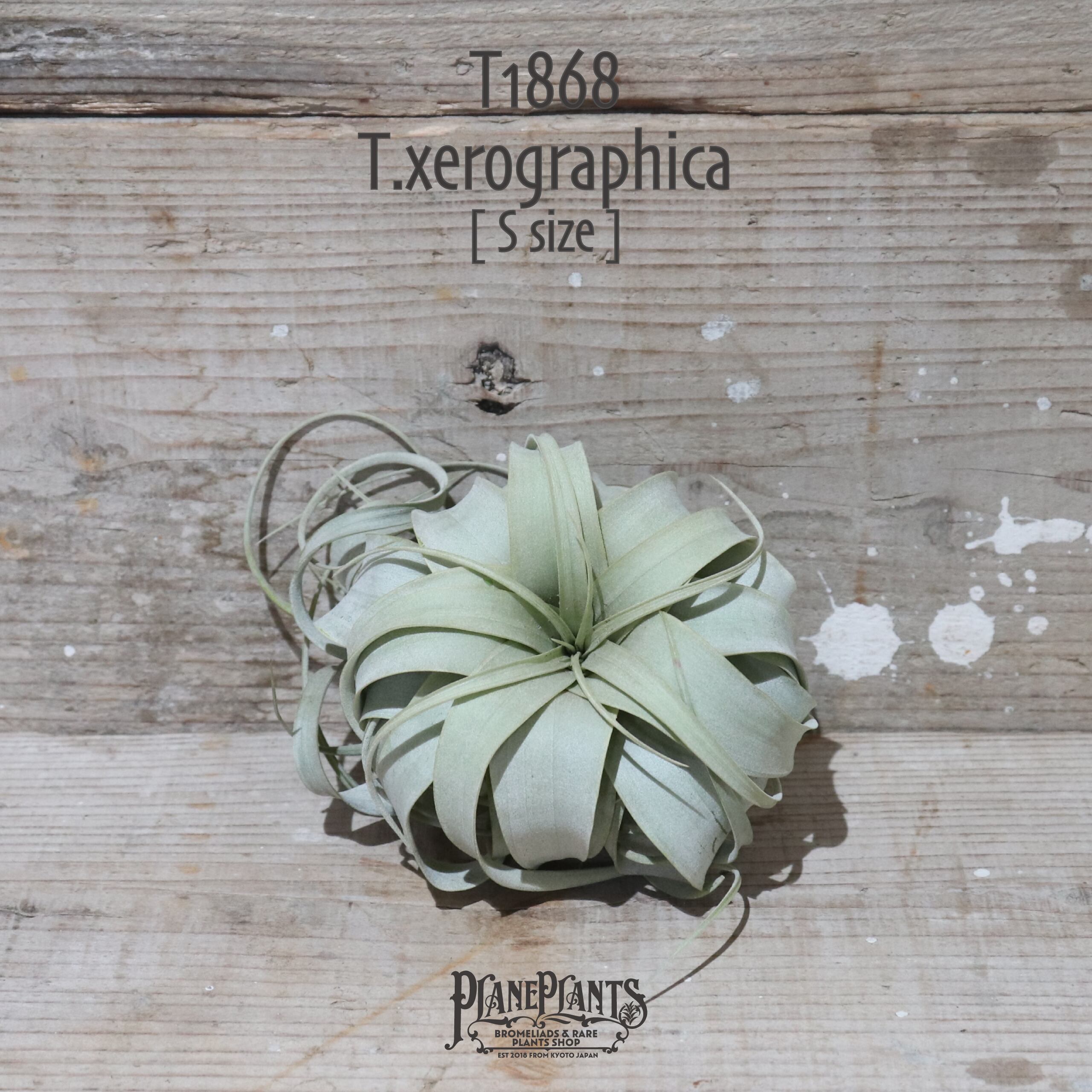 【送料無料】キセログラフィカ S〔エアプランツ〕現品発送T1868