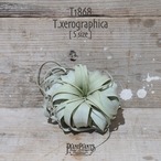 【送料無料】キセログラフィカ S〔エアプランツ〕現品発送T1868