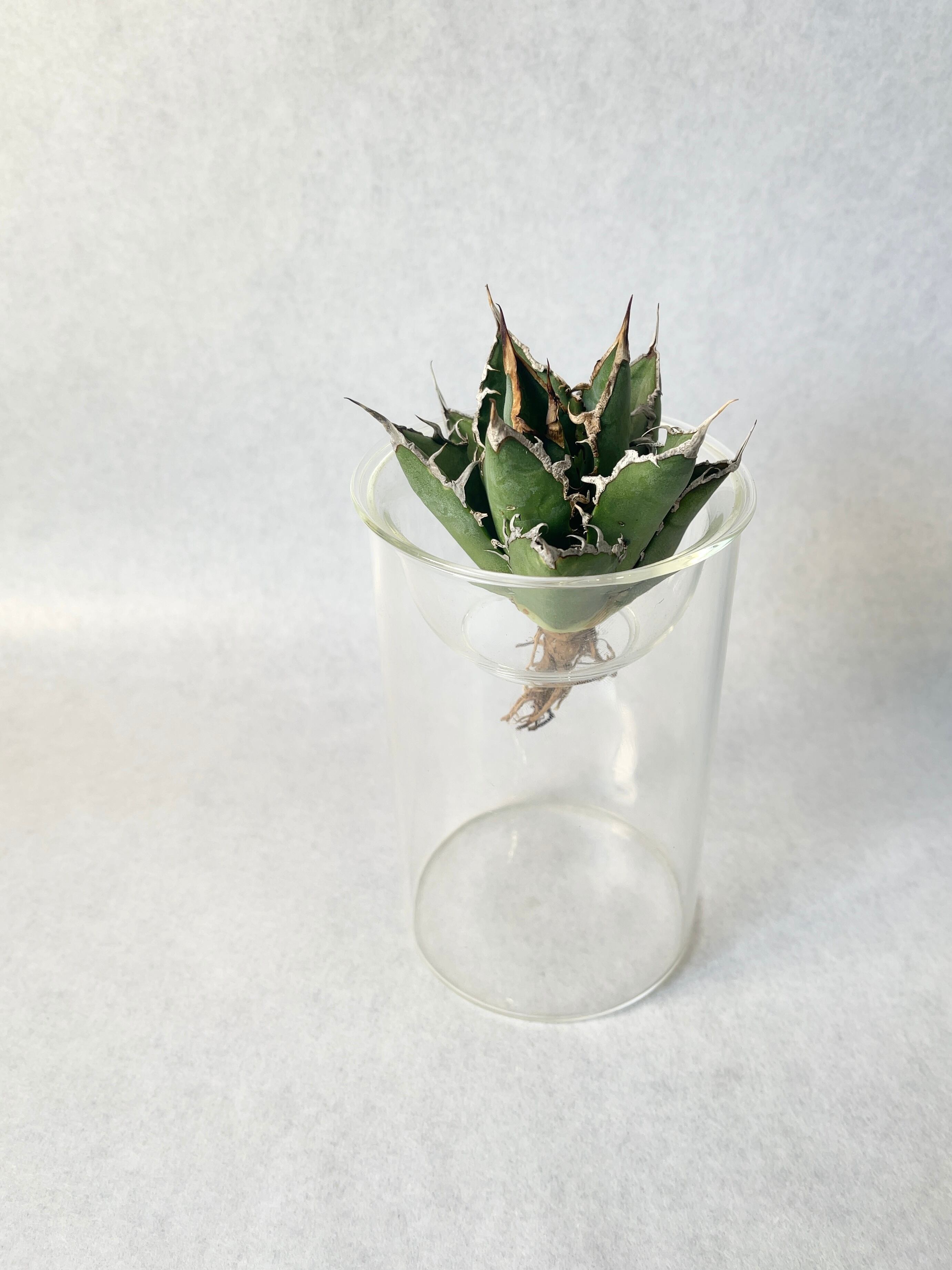 ◆アガベ！シーザー！NO.8◆ シーザー（Lize産） 四方向からのヘッドロックで開かなくなった