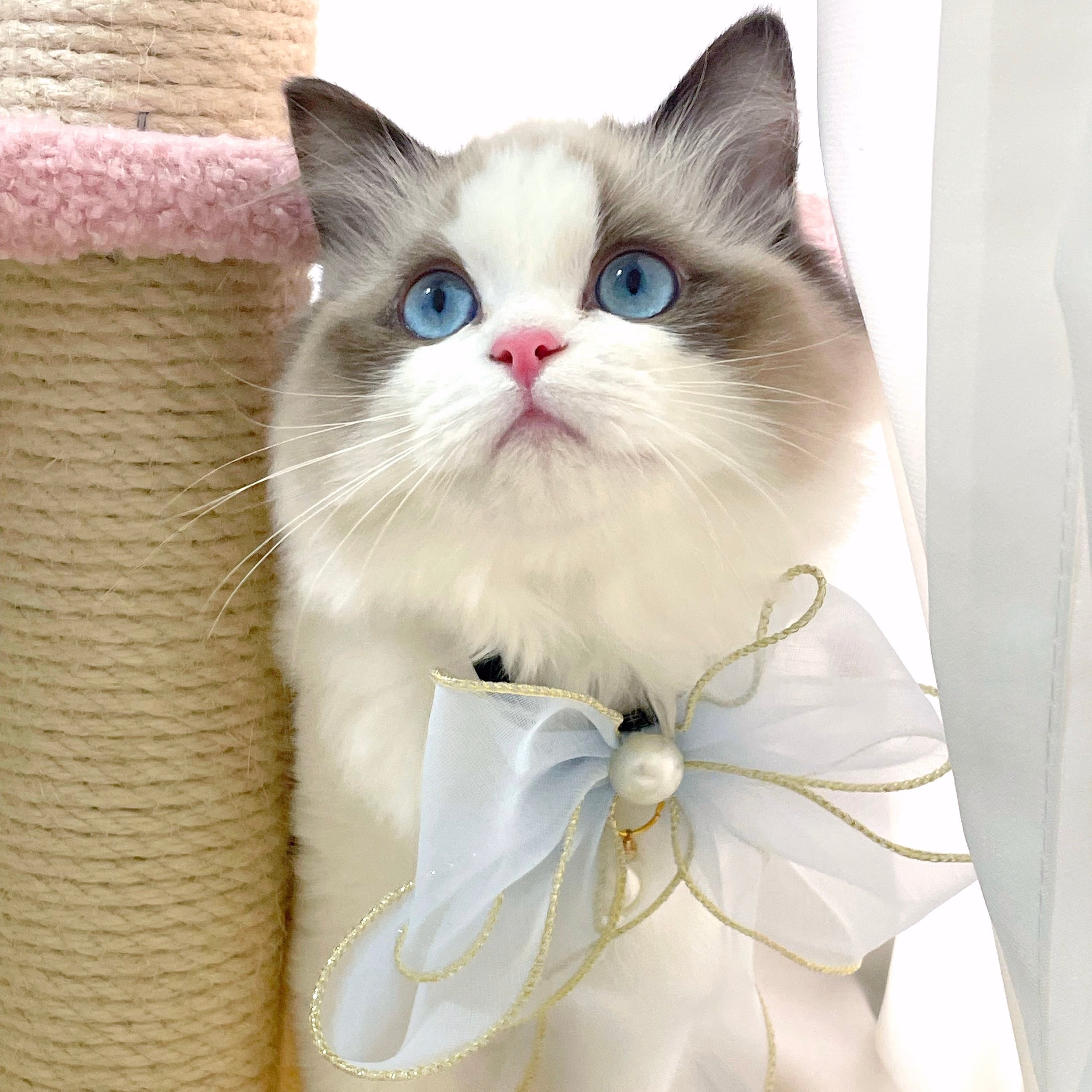 Extraオーガンジーリボンチョーカー 猫 首輪 | PAY ID