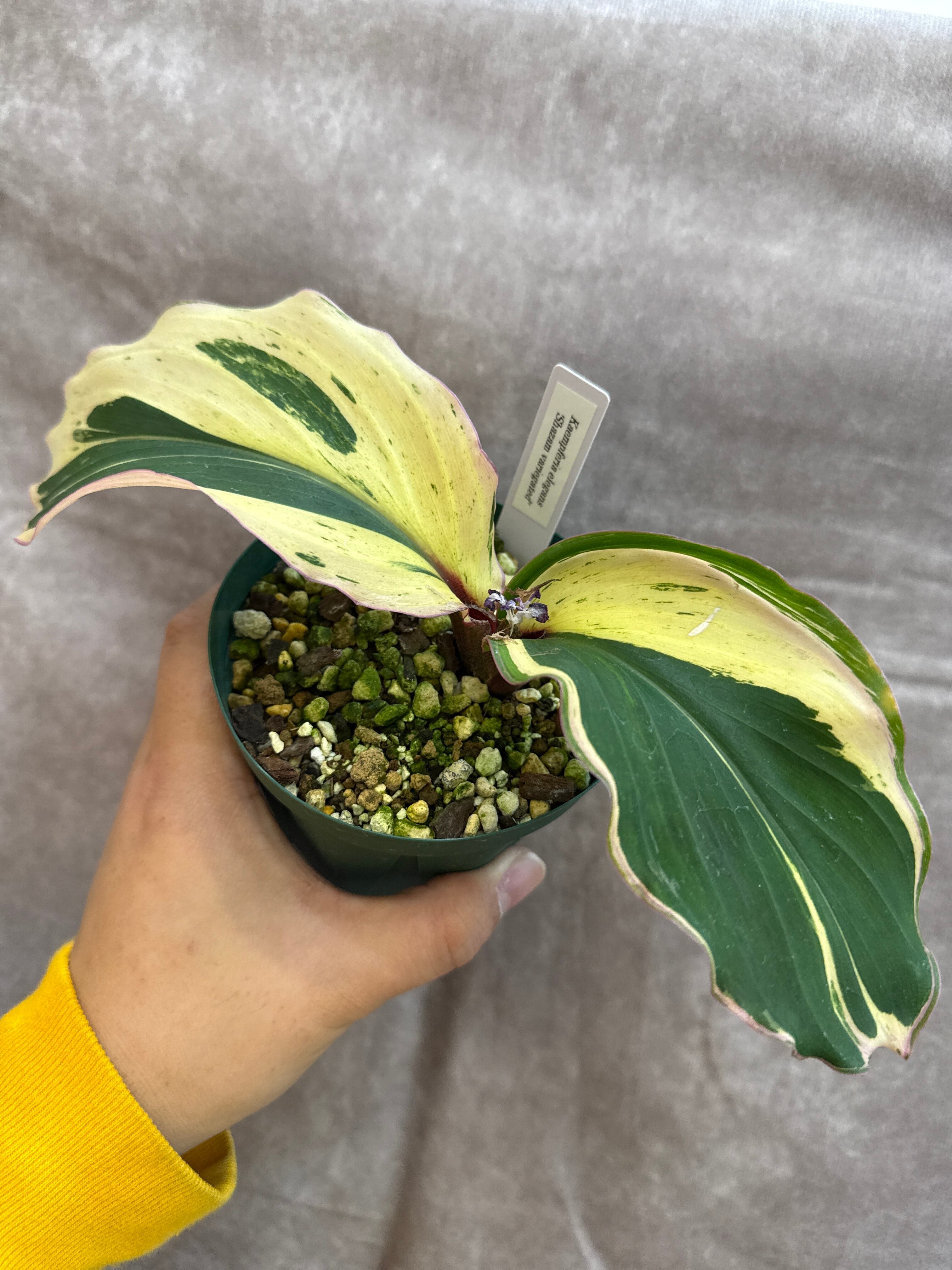 A カラテア ムサイカ斑入り | Gardenえん 【観葉熱帯植物】 A カラテア ムサイカ斑入り | Gardenえん 【観葉熱帯植物】