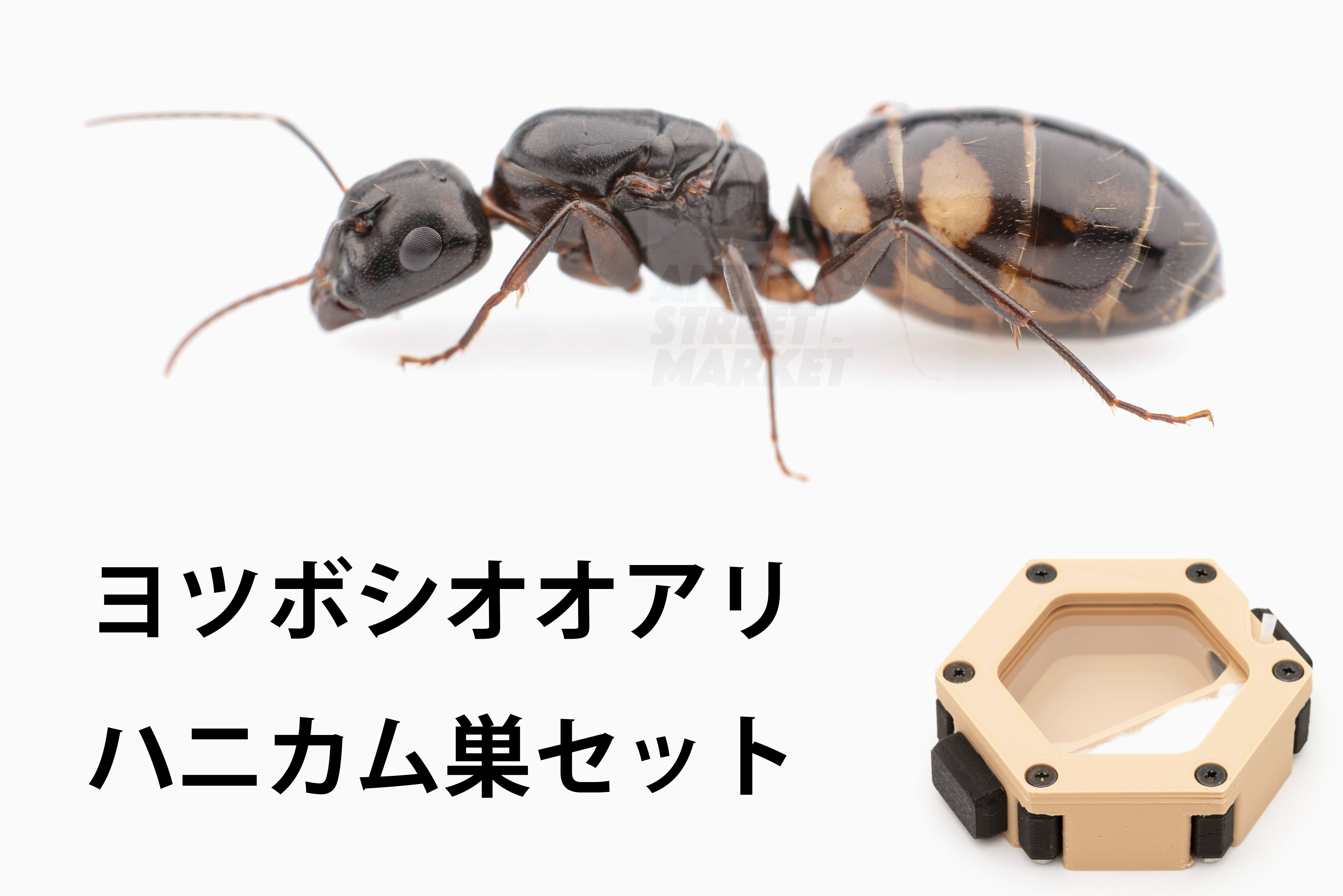 アリ様専用 アリ様‼️ 専用‼️ アリ様専用 あり巣 in