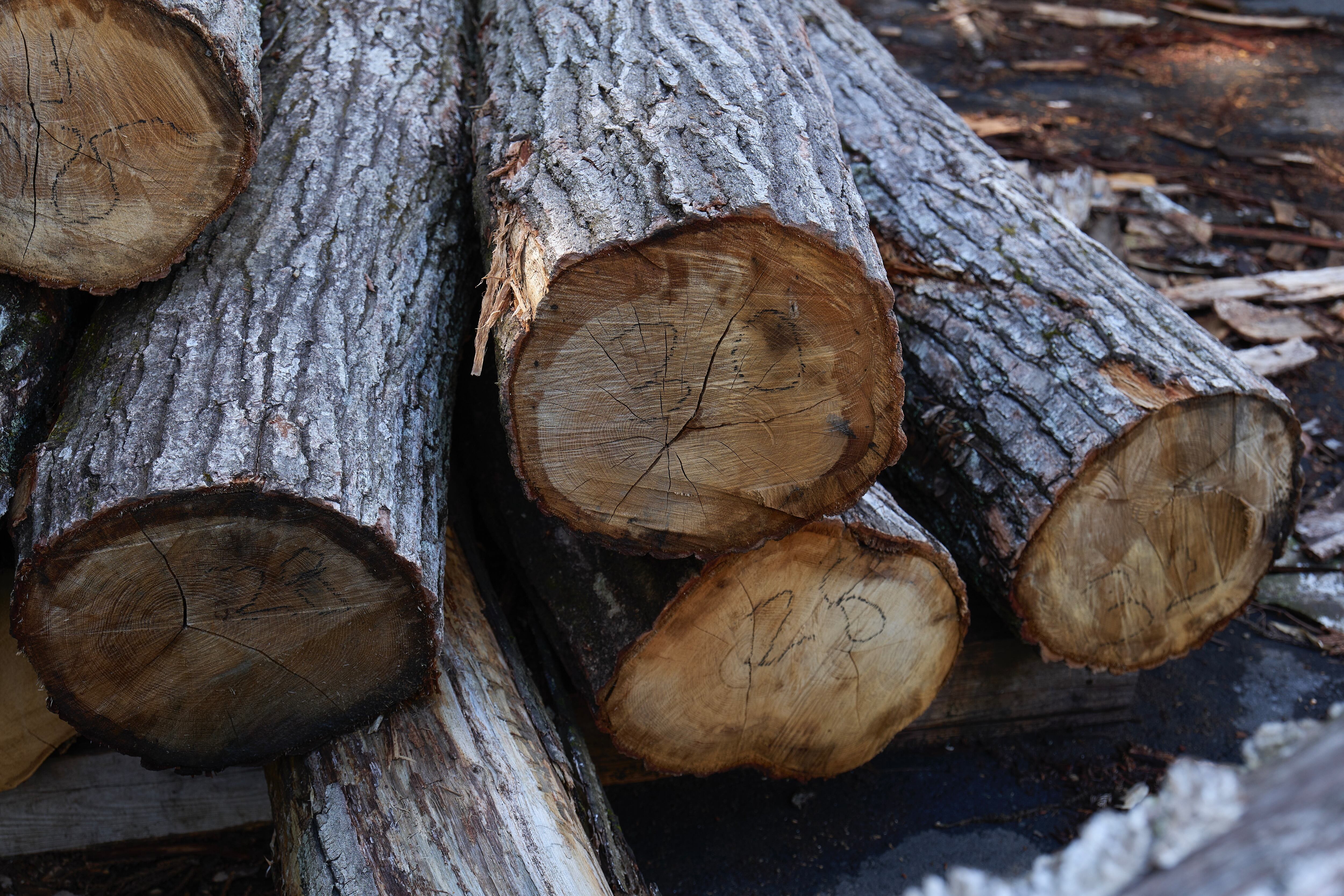 森のトレー（L） | 東京チェンソーズ オンラインストア