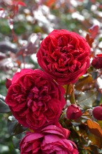 バラ大苗　＜ロサ・オリエンティス・プログレッシオ＞　ジャン　クリストフ　７号鉢