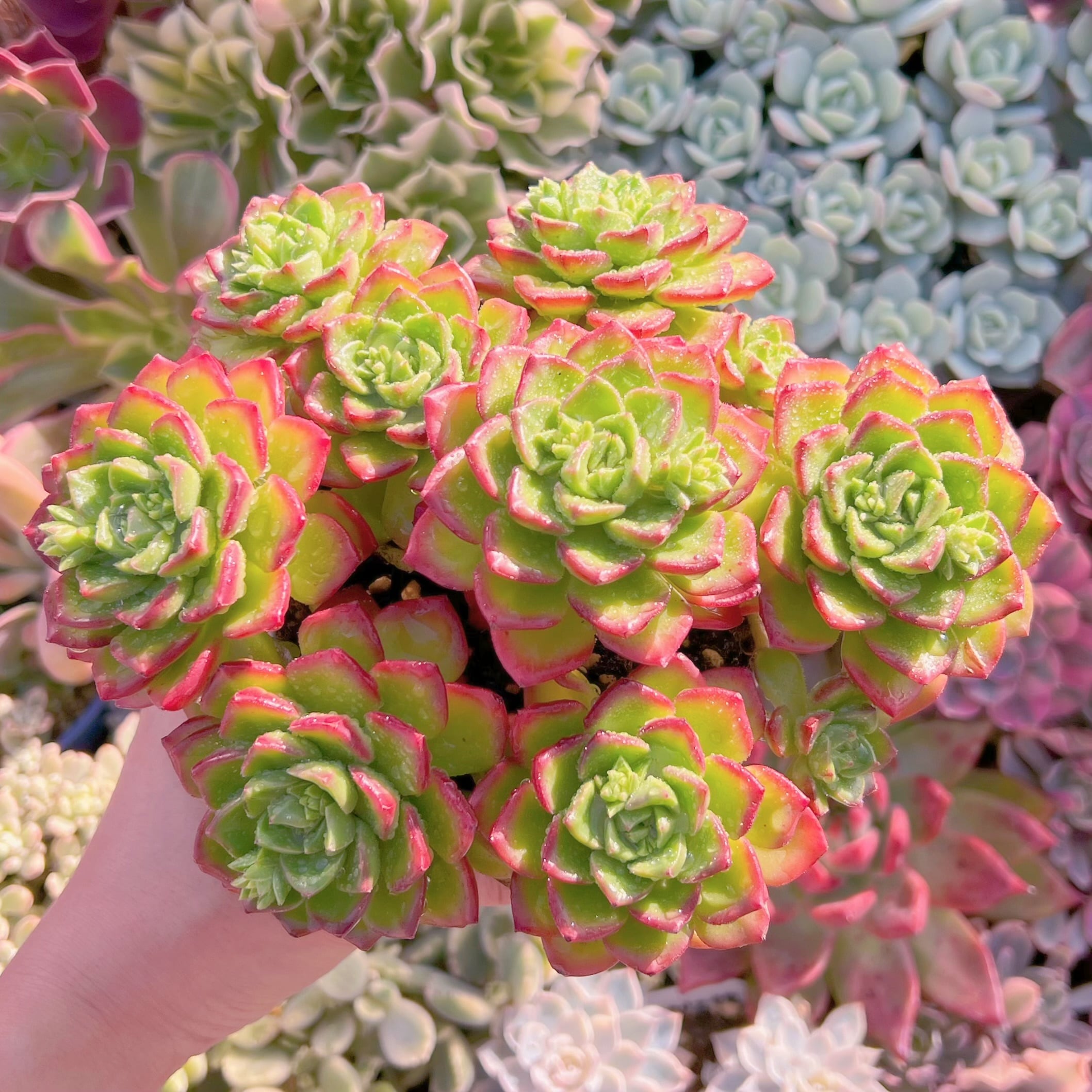 多肉植物　レディジア　特大群生　新入荷　るる農園