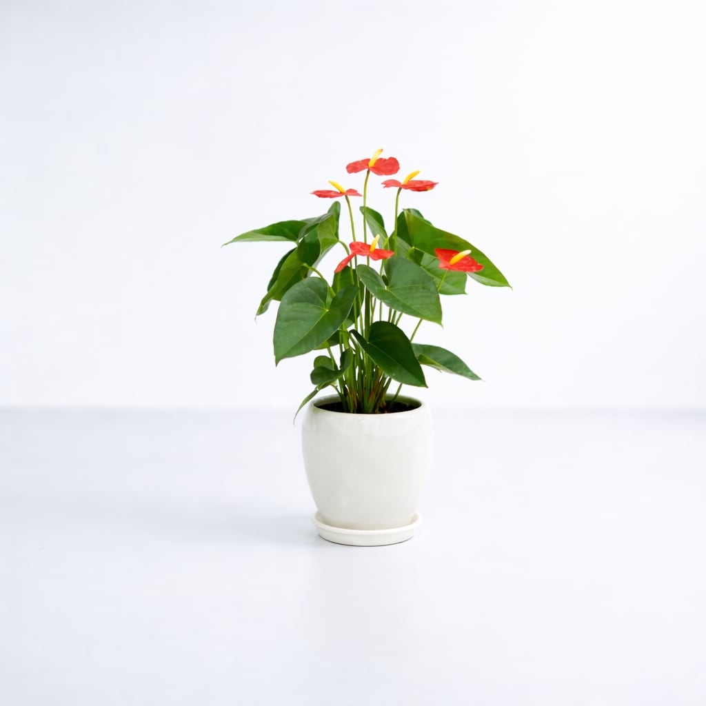 【お祝い・インテリア用】アンスリウム 5寸 陶器