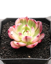 フラメンコ錦 Echeveria 'Flamenco Variegated'