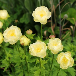 宿根草 トロリュース ニュームーン