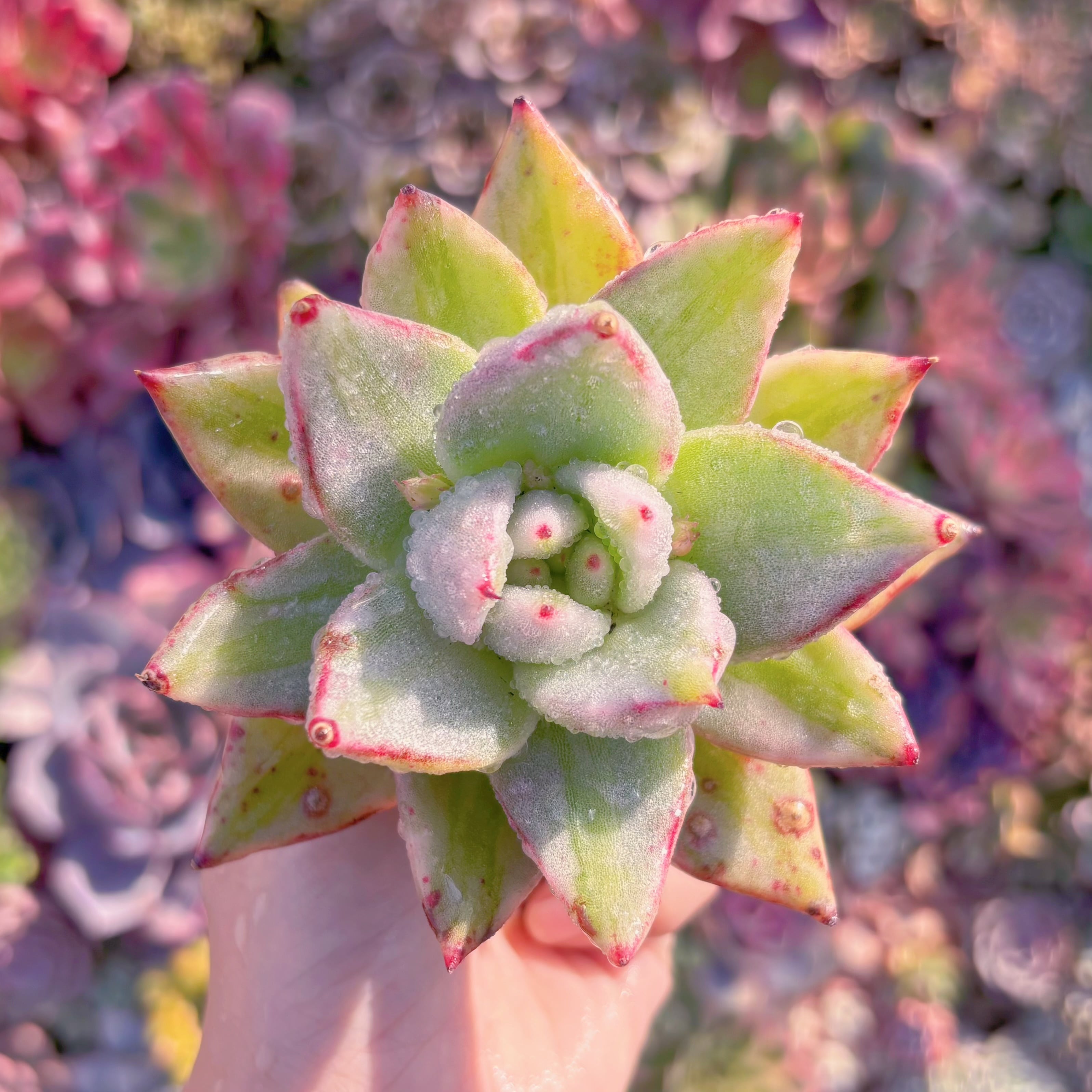 多肉植物　アイクの魂(エボニー錦)　新入荷　るる農園