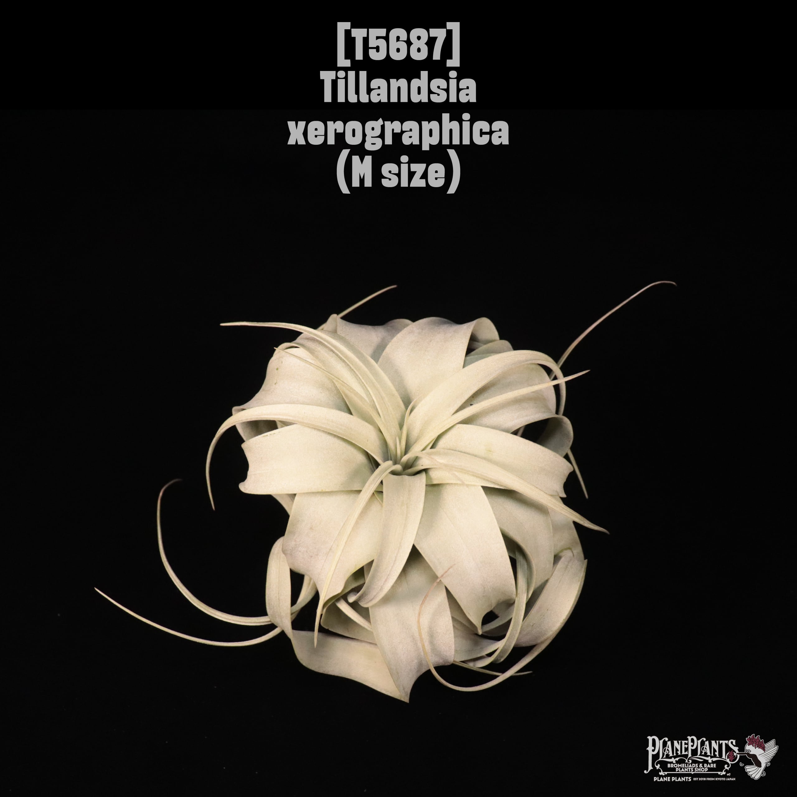 【送料無料】xerographica M〔エアプランツ〕現品発送T5687
