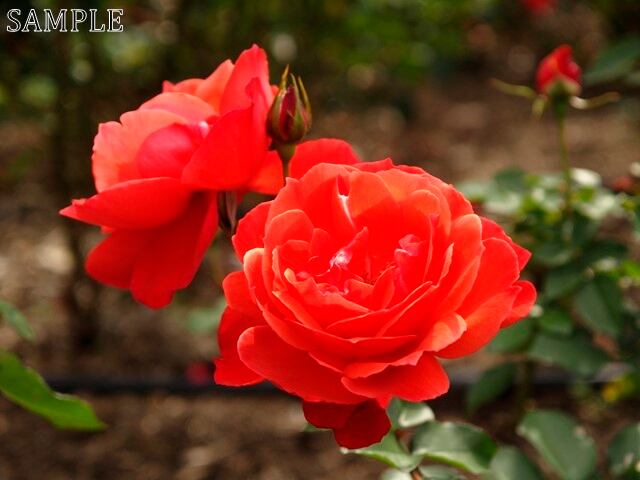 薔薇　モンタナ  JPEG