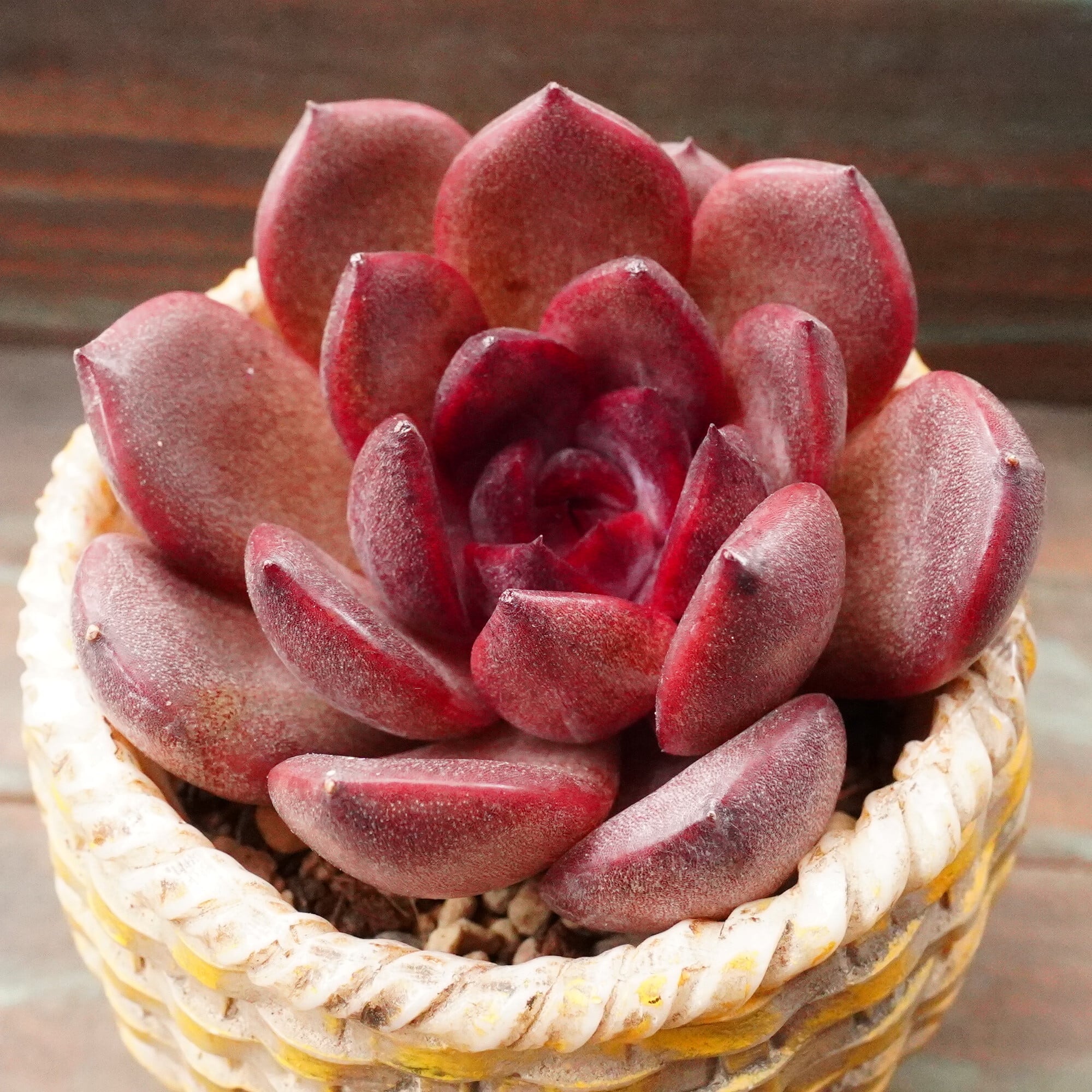 すべての商品 | E-TANIKU