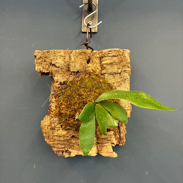ビカクシダ　Platycerium alcicorne 板付け【620】【再撮影】