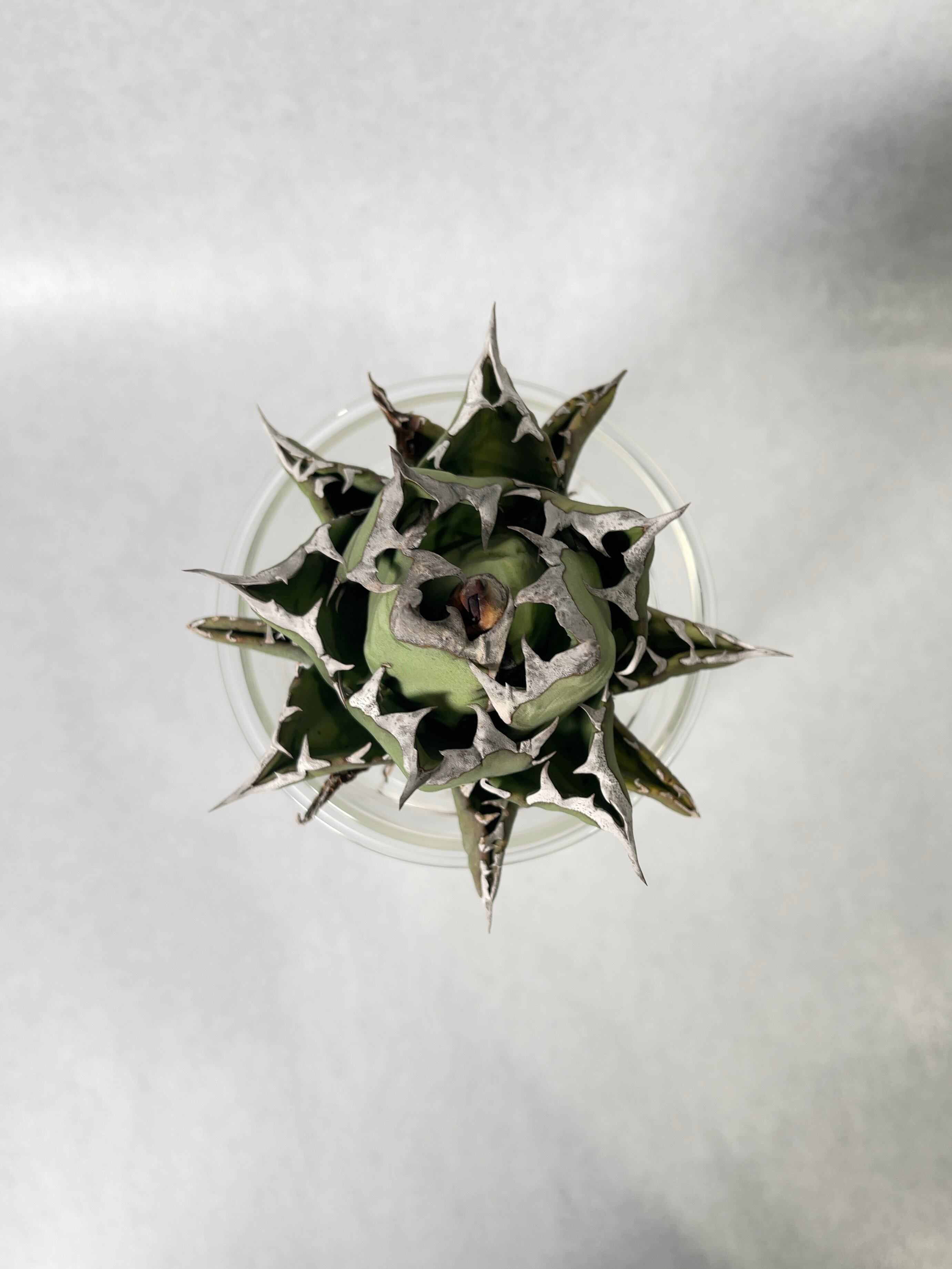 姫厳竜7 | trigger