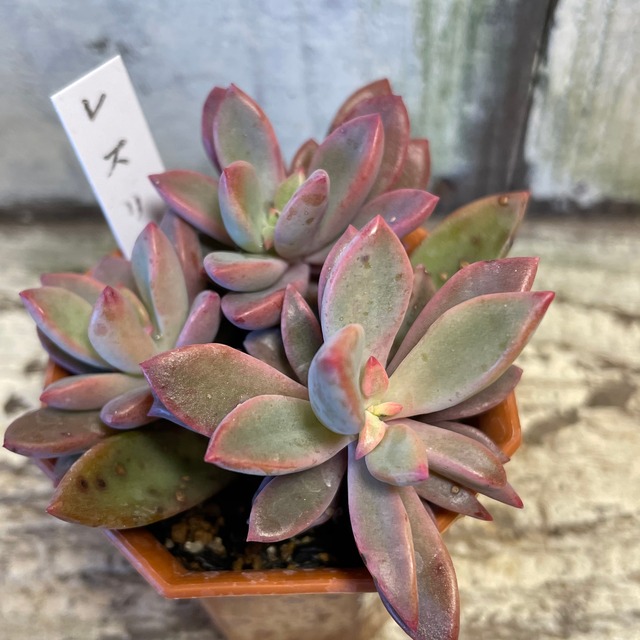 レズリー Rupo 多肉植物専門店