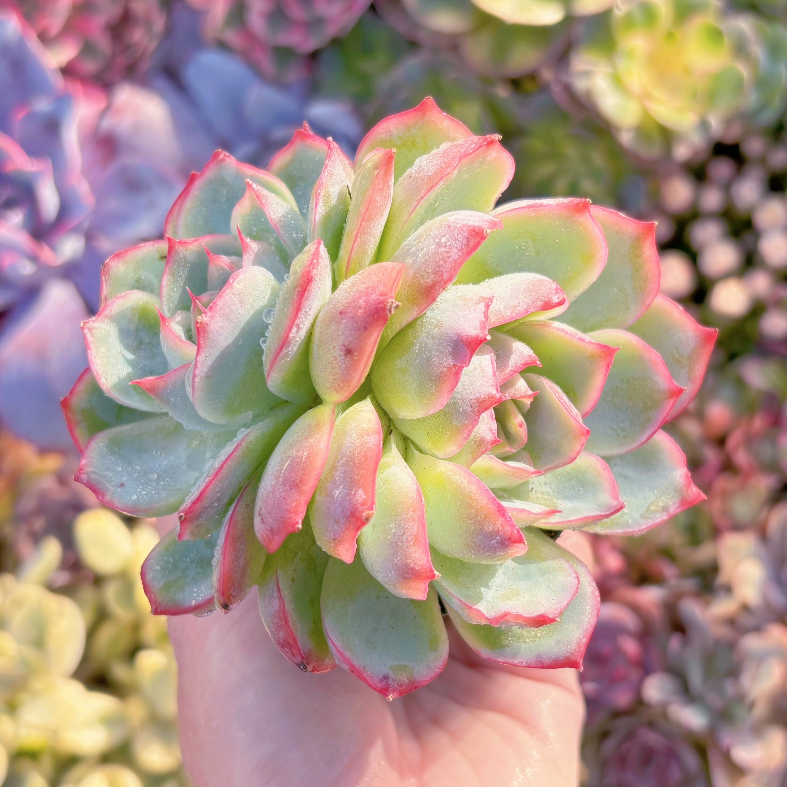 現品　シルエット#B53　2頭群生  新入荷　るる農園