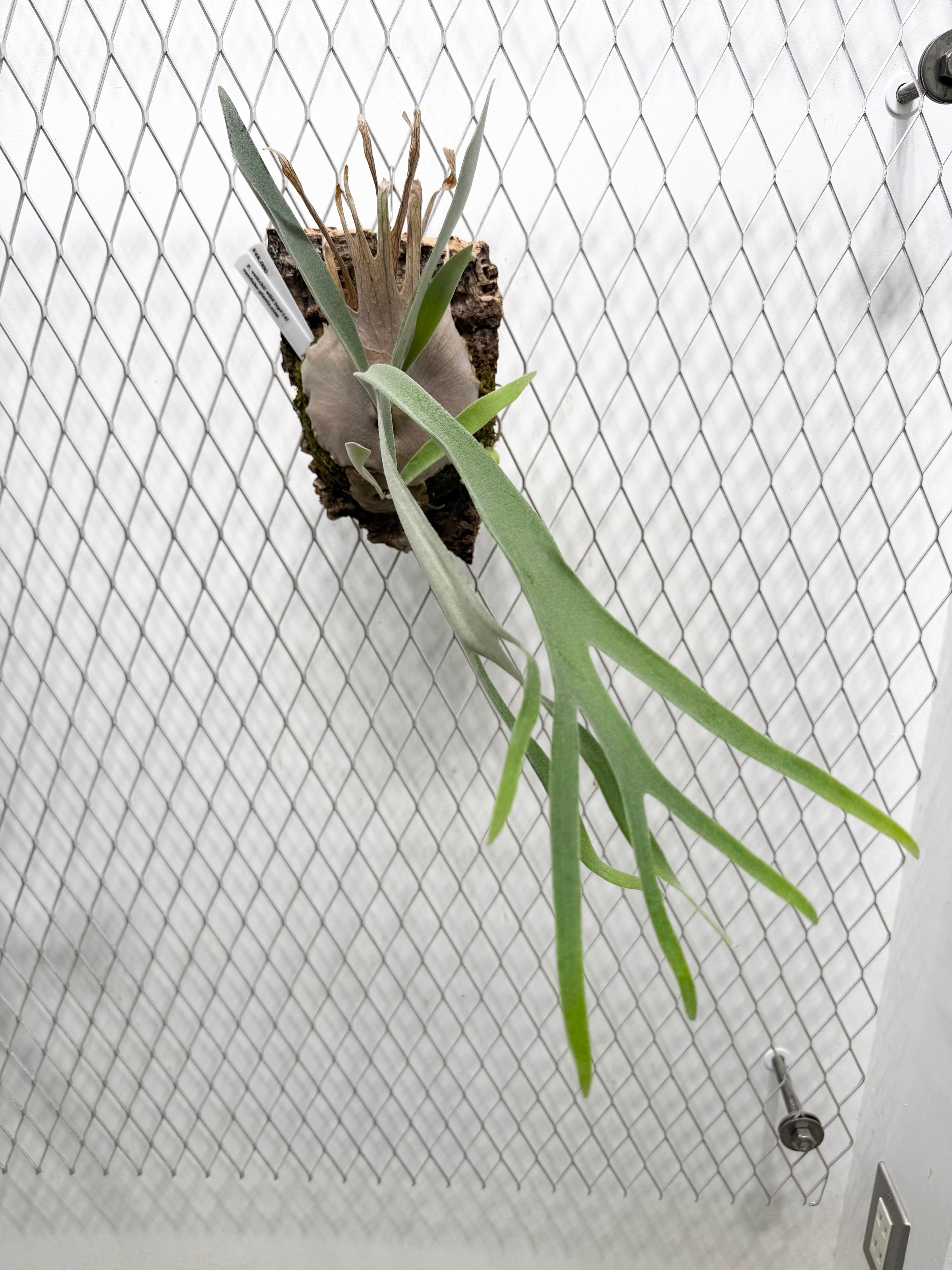 a) P. veitchii wild (vp#14) ビカクシダ ベイチーワイルド (vp#14