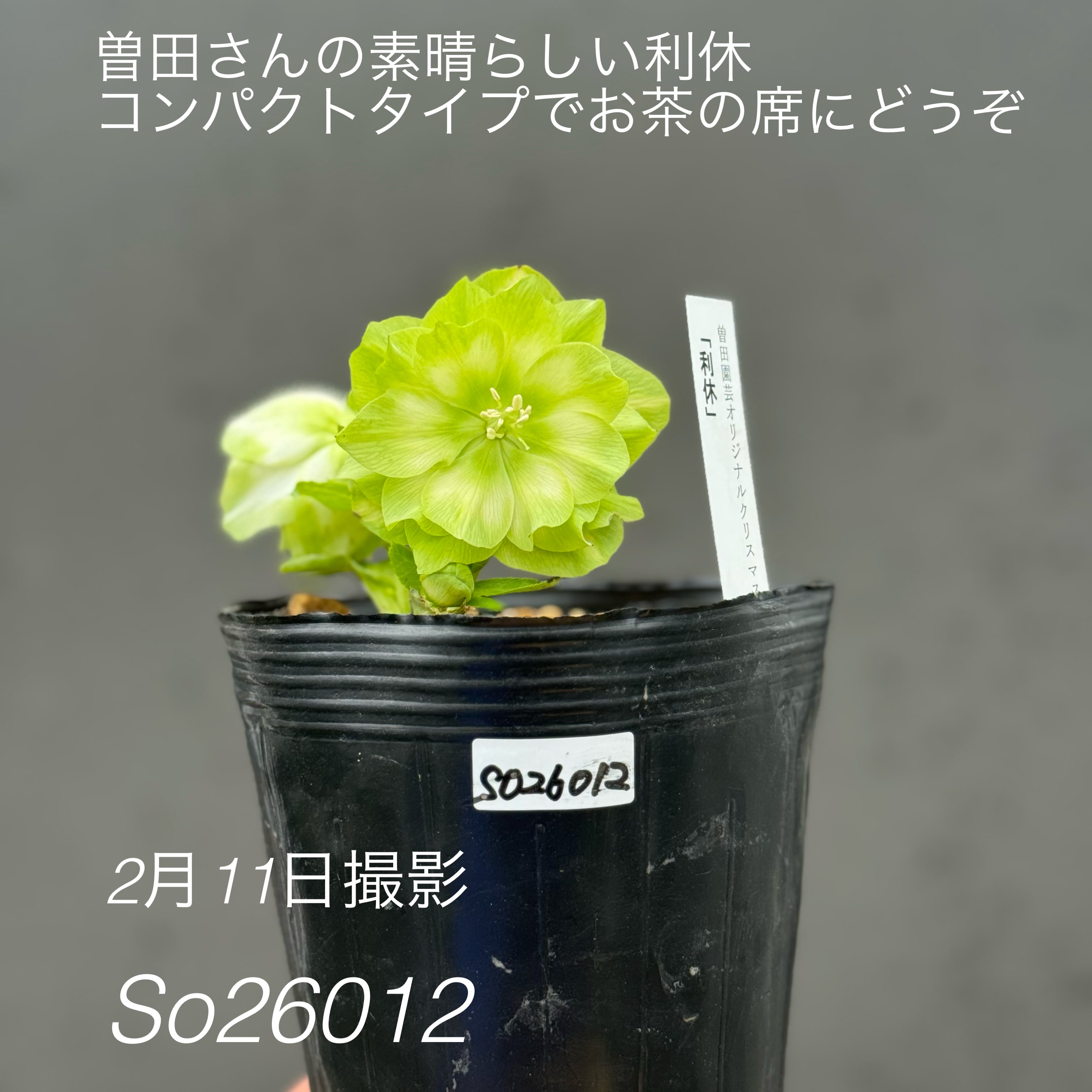 加藤農園クリスマスローズ開花株 超レア！SDモーリーイエロー