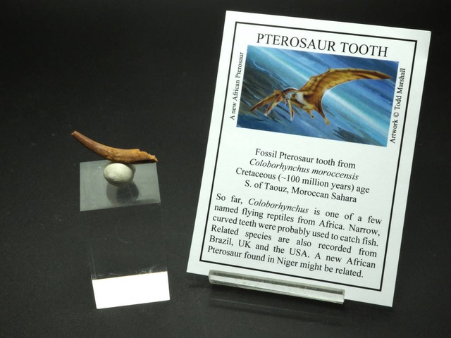翼竜！プテロサウルスの歯【33.6 mm】【Coloborhynchus】【標本カード付】モロッコ産/プテラノドン