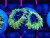 Loadhowensis UltraGrade 1