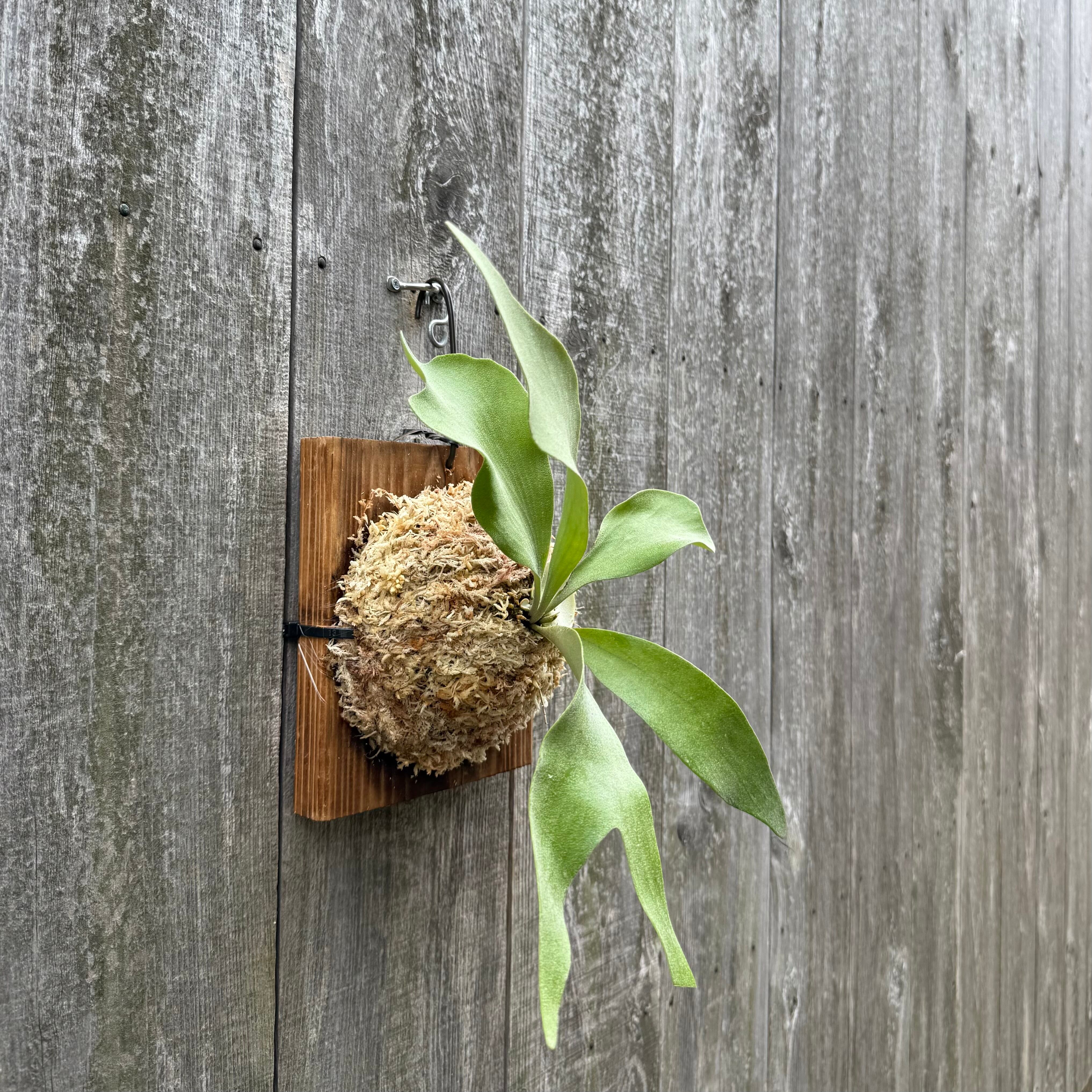 P. Little Finger (pup) | naturefix