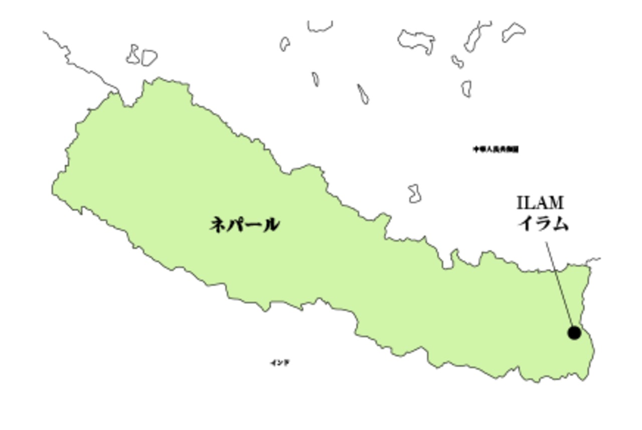 【Ilam Coffee/イラム コーヒー】（ネパール/イラム産：150g）