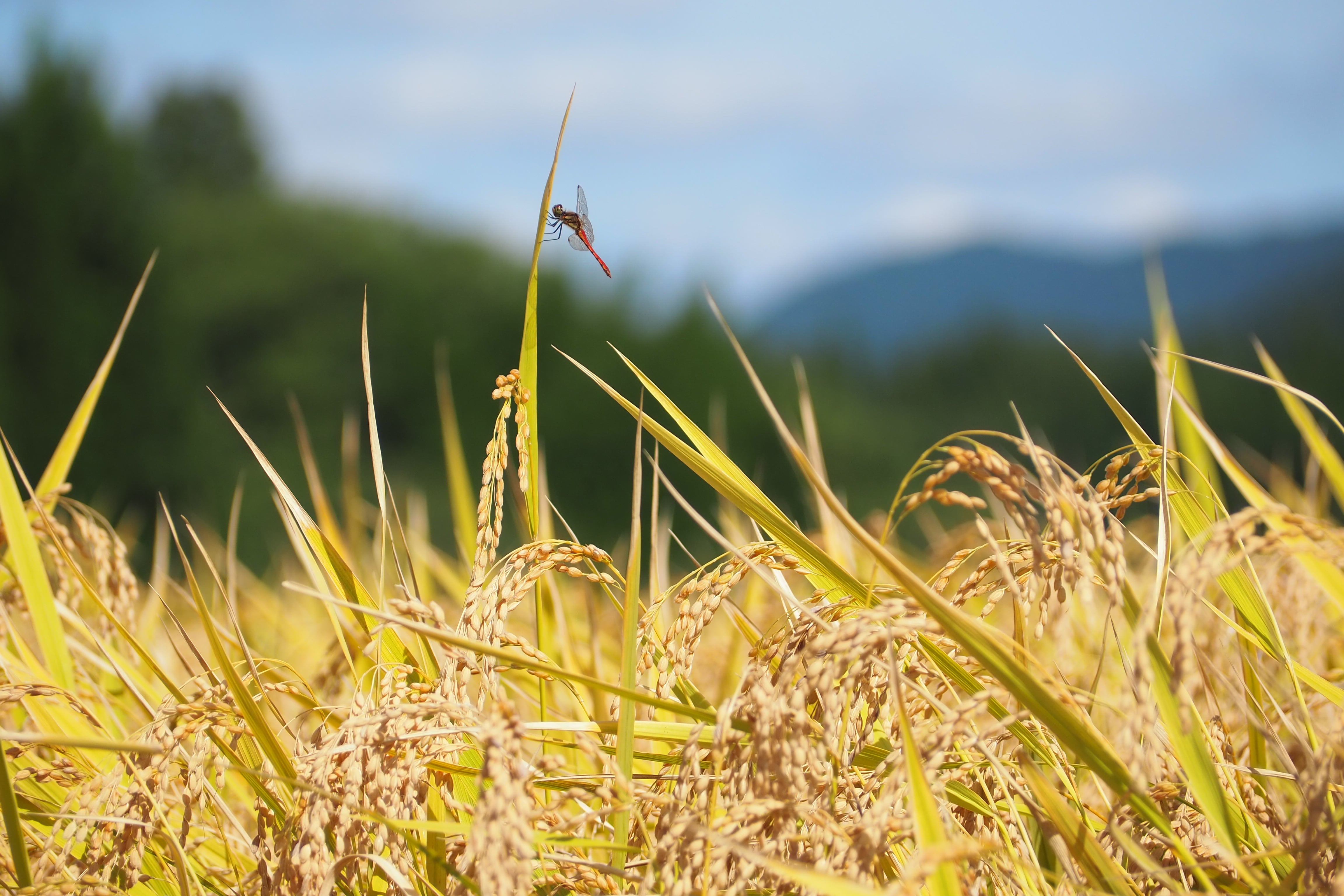 1kg 減農薬減化学肥料米 「大曲仙北産あきたこまち」 | あきた柳田農園