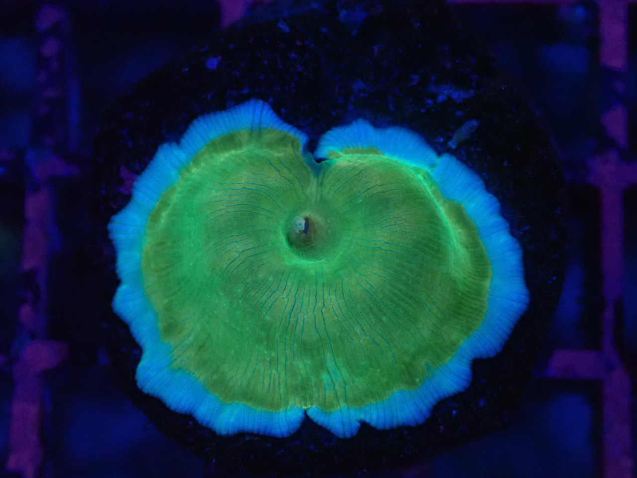 【一ヶ月熟成】Discosoma WaterMelon  1