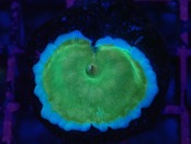 【一ヶ月熟成】Discosoma WaterMelon  1