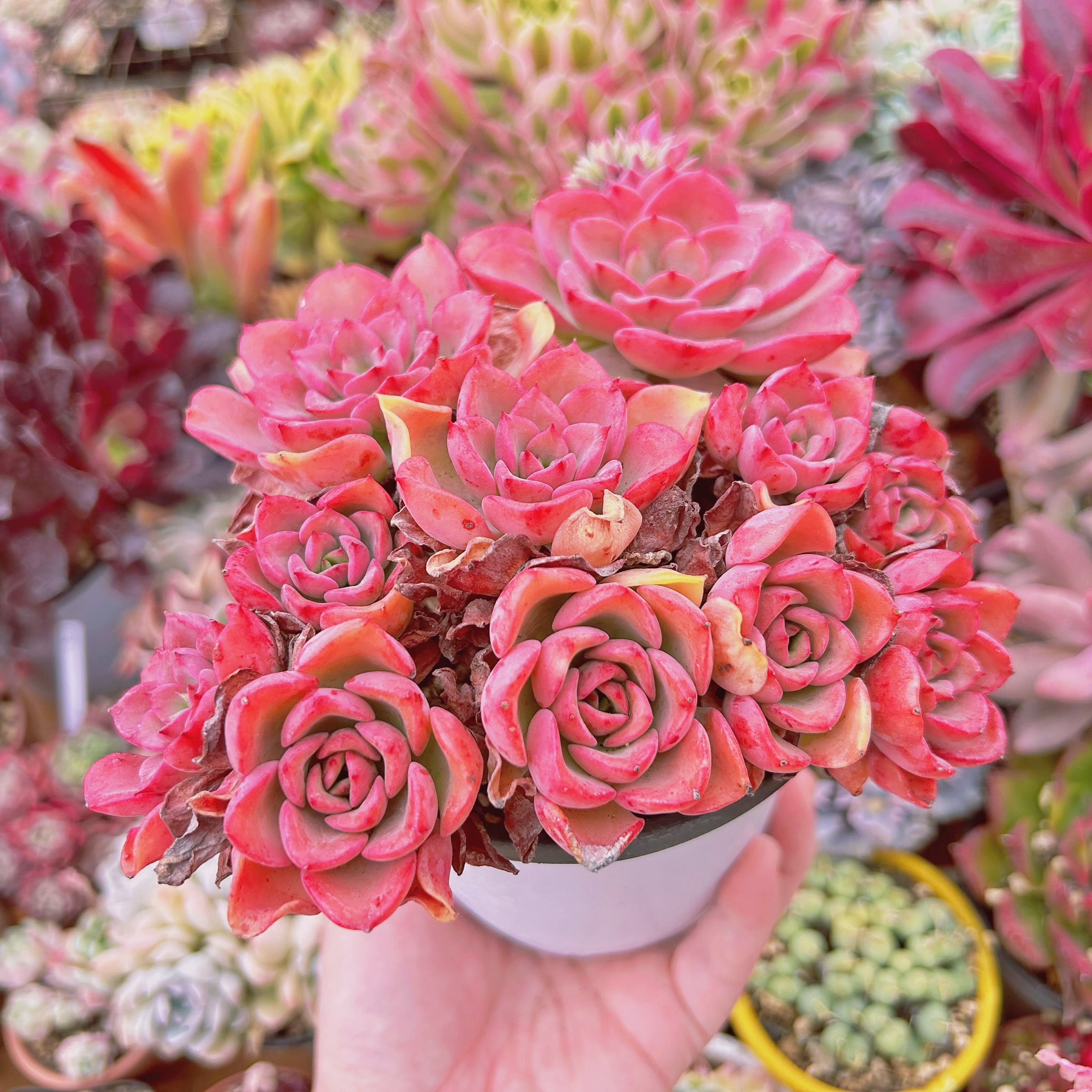 #221現物　多肉植物　ノーブル　特大