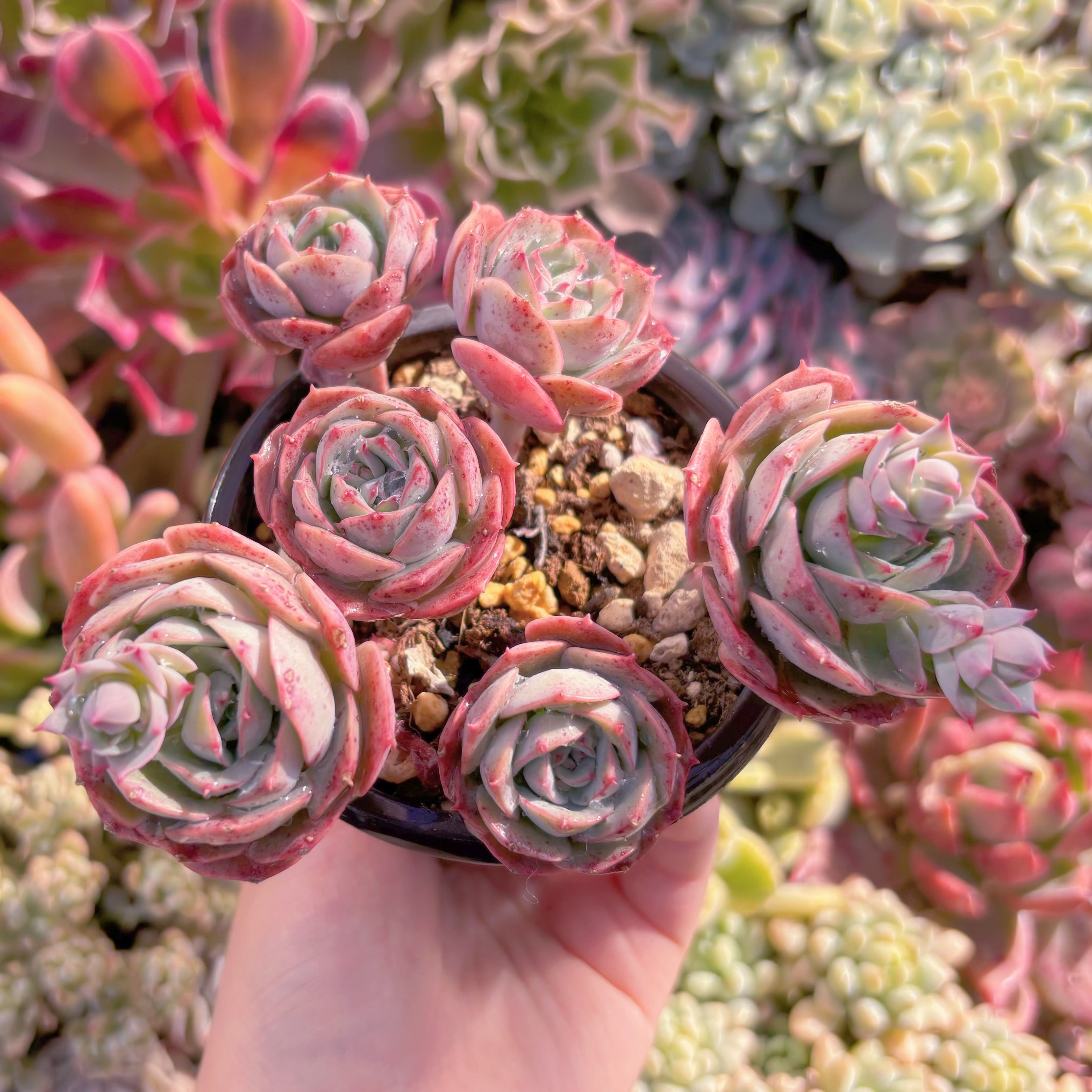 現品　イタリアローズ#A20　群生　るる農園