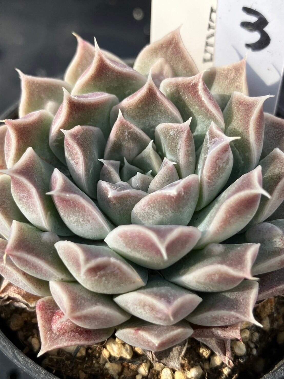 実生苗　多肉植物　エケベリア　エレガンスラパス elegans La Paz　③ 現物商品】elegans La Paz エレガンス ラパス 個数制限あり ③ | 多肉