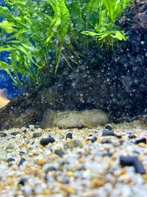 パラコビティス・ポタニーニ