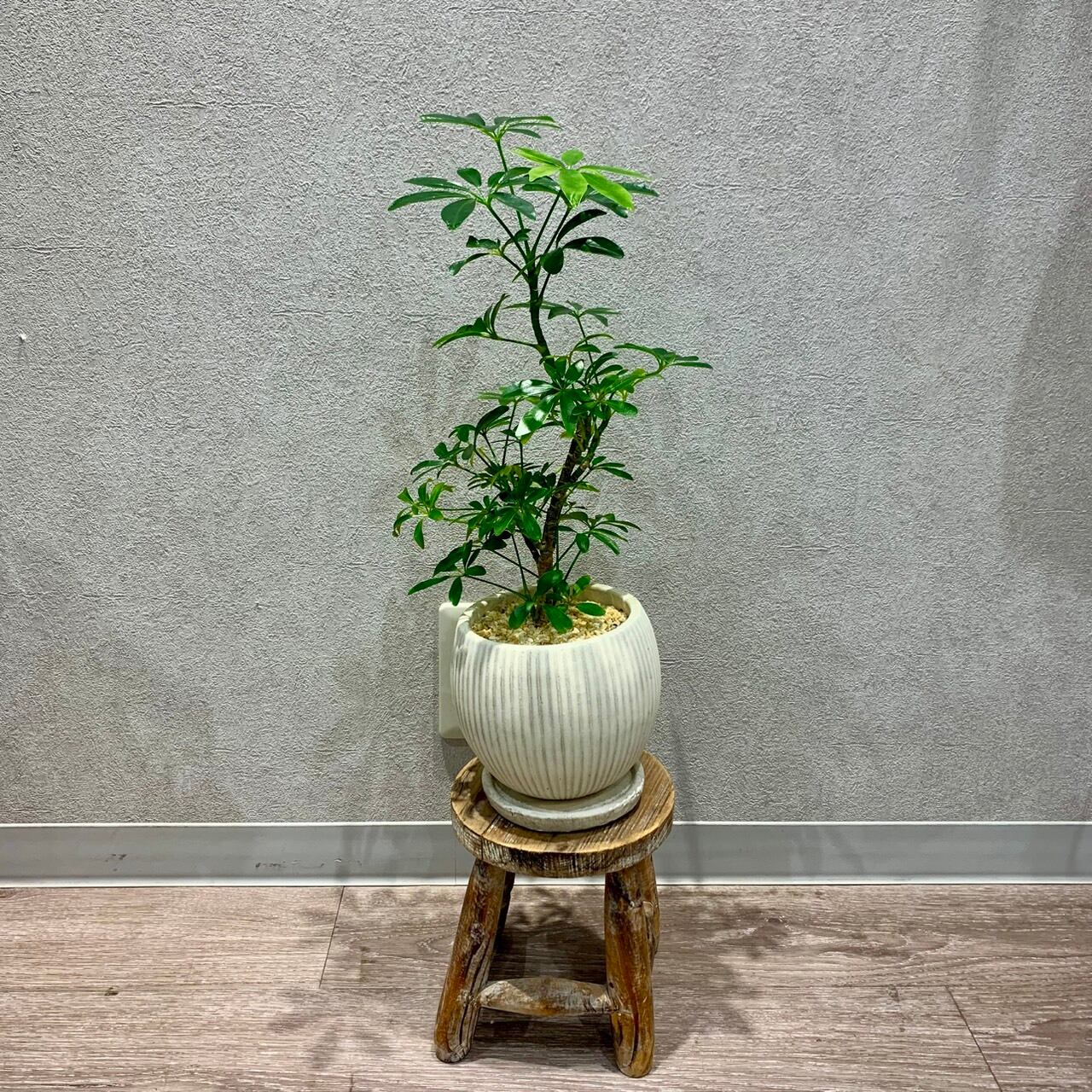 一点もの【シェフレラ・コンパクタ】|観葉植物|シェフレラ|コンパクタ|カポック|初心者おすすめ|ギフトにおすすめ|開店御祝