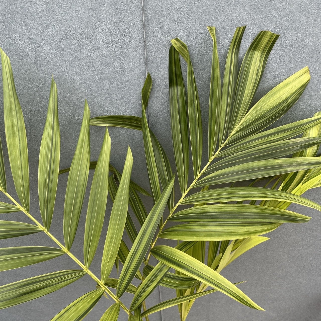 現品］【希少】8番 マニラヤシ 斑入り 観葉植物 大型 室内 8号 プラ鉢
