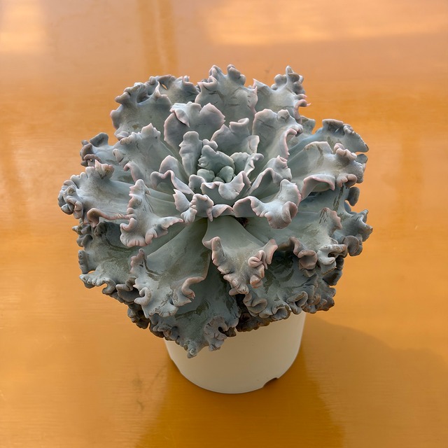 多肉植物専門店 たにくふぁ〜む