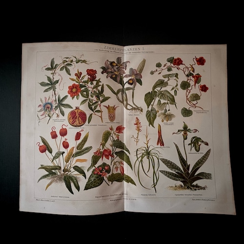 博物画「時計草、ベゴニア、カトレアなど」