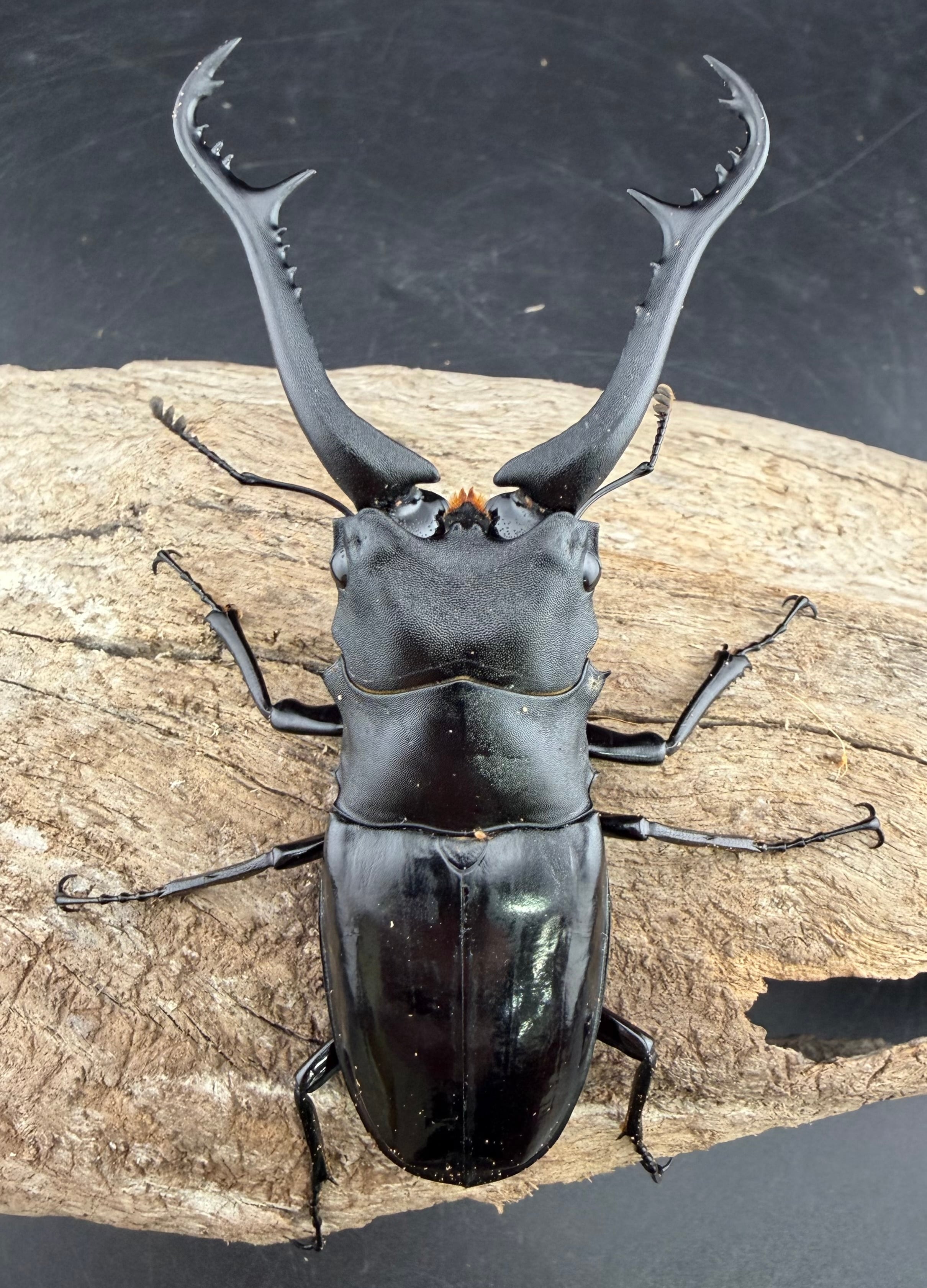 WD】《 ギラファノコギリ亜種マキタイ NV.Lohong産 93mm ペア》 | KPW