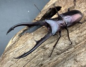 《メタリフェルホソアカ亜種フィナエ パープル系 66.5mm ペア》