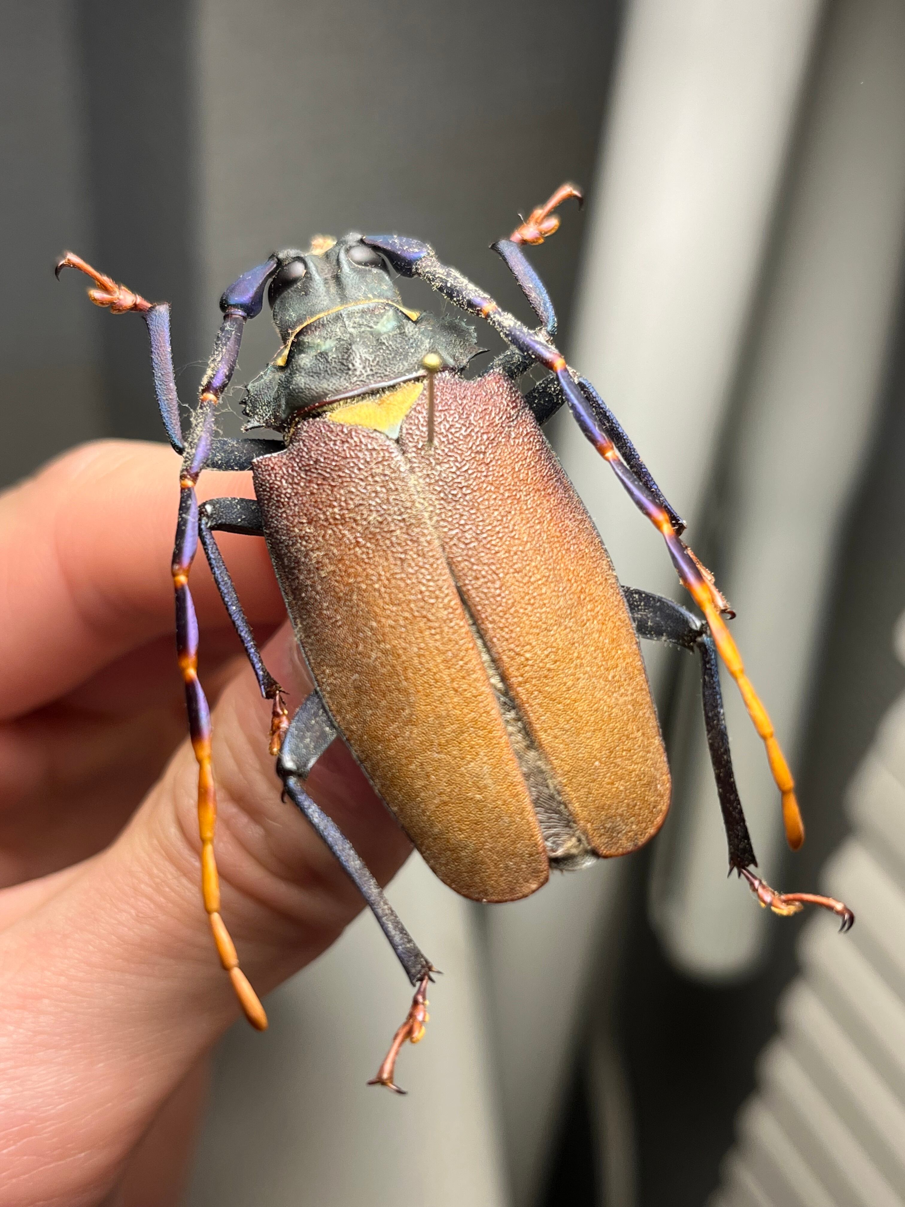 天牛 | オモニキチュウ