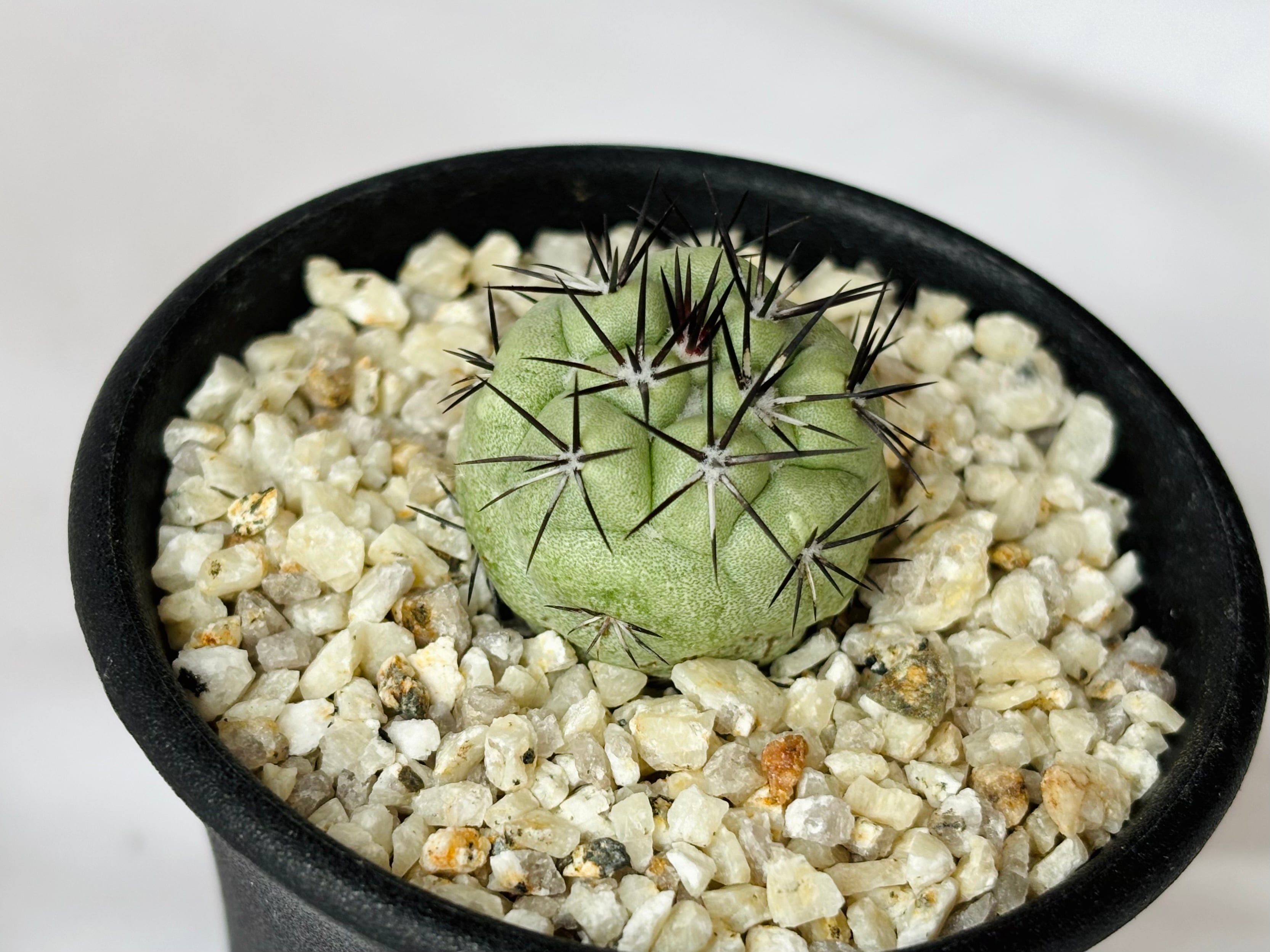 マサヒコ nude:masahiko maruyama - MULTI ZIP MILITARY HOODIE COAT