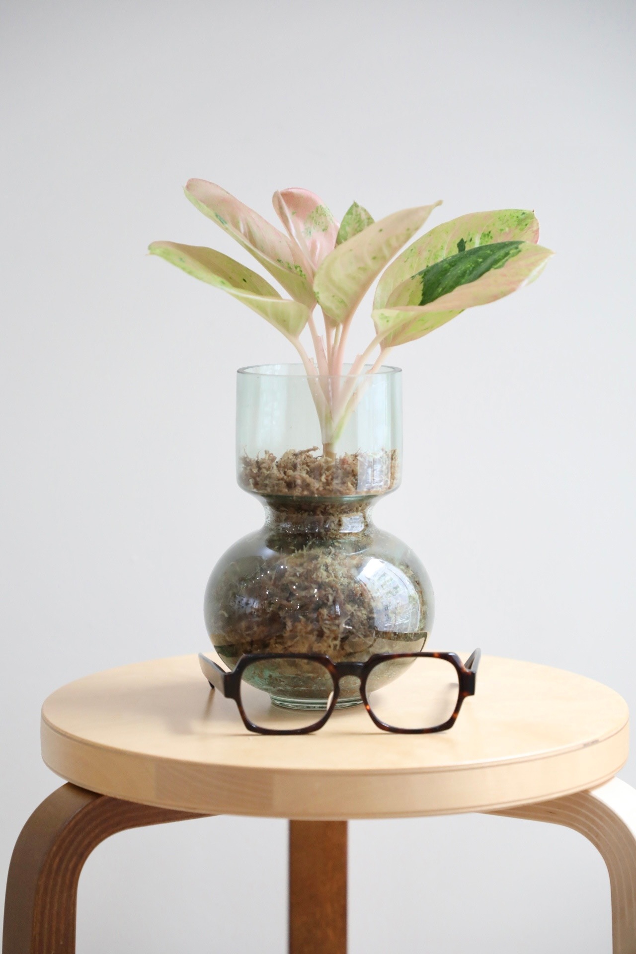 【M】【土不使用】アグラオネマ ピンクイメリタスローズ/Aglaonema