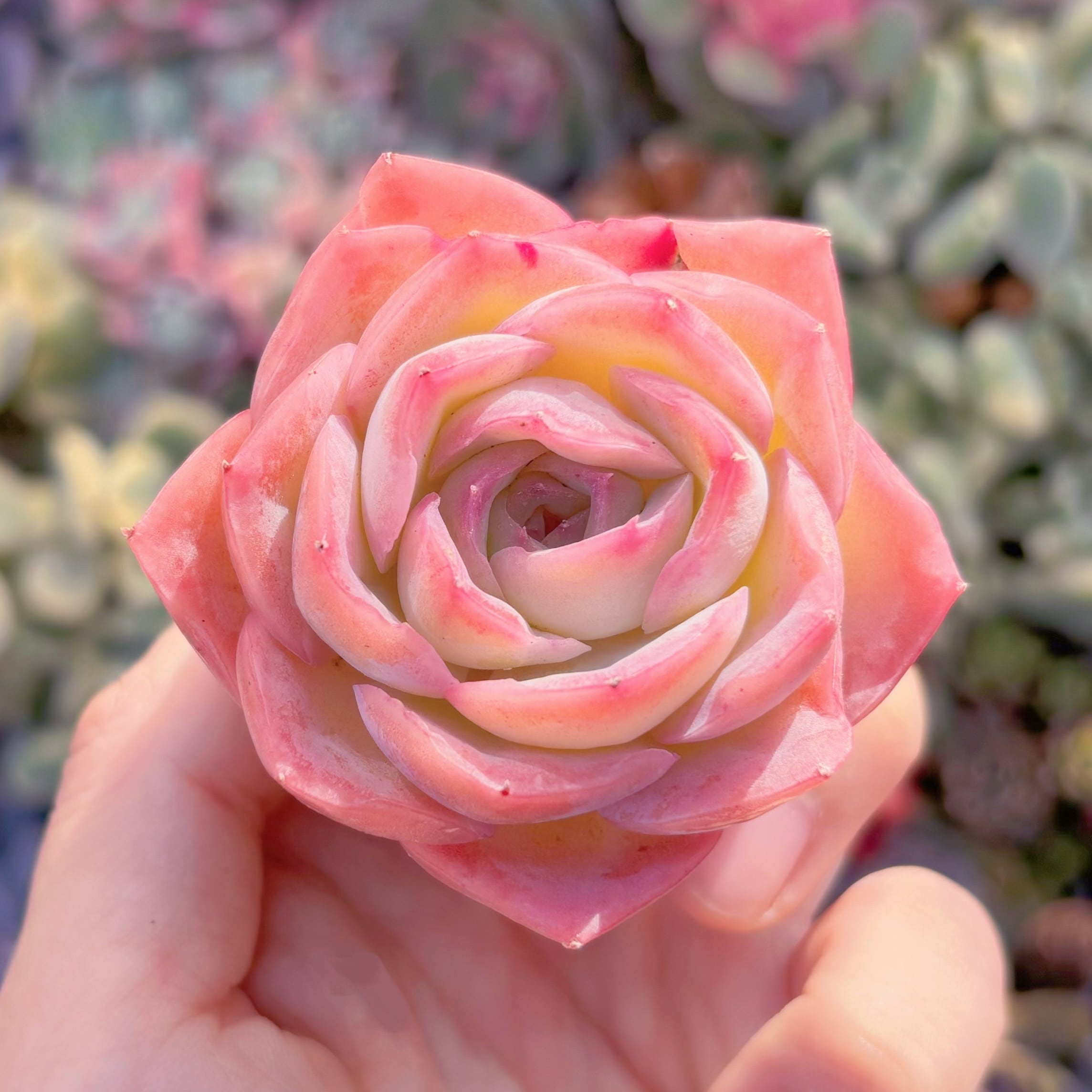 多肉植物　新品種　花心姫（はなごころひめ）　新入荷　るる農園